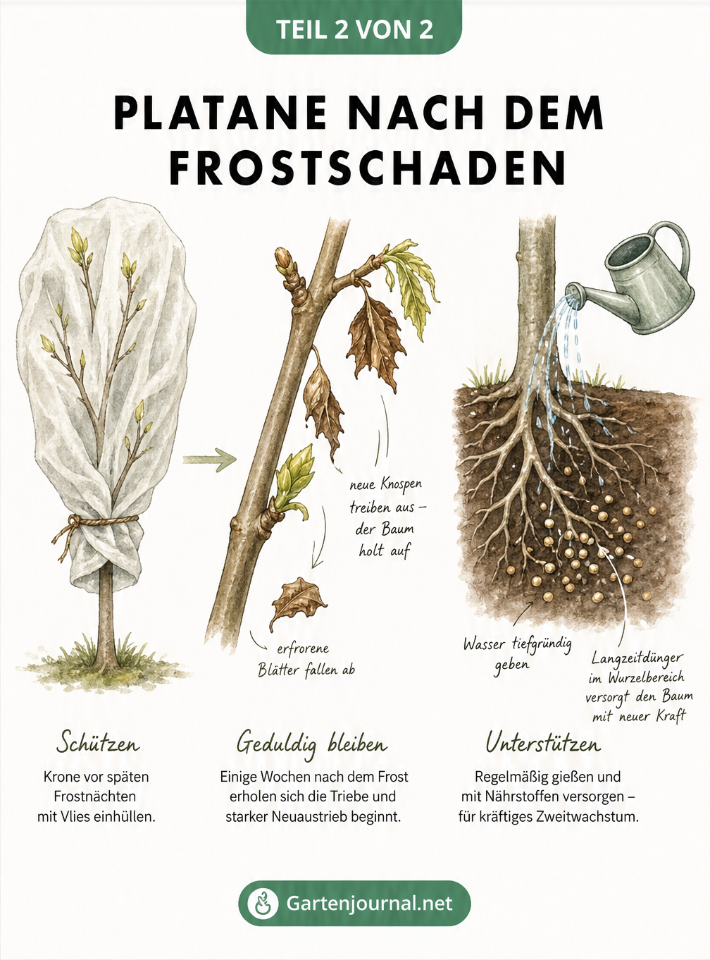 Illustration zur Pflege einer Platane nach einem Frostschaden mit Vlies, Neuaustrieb und Düngung