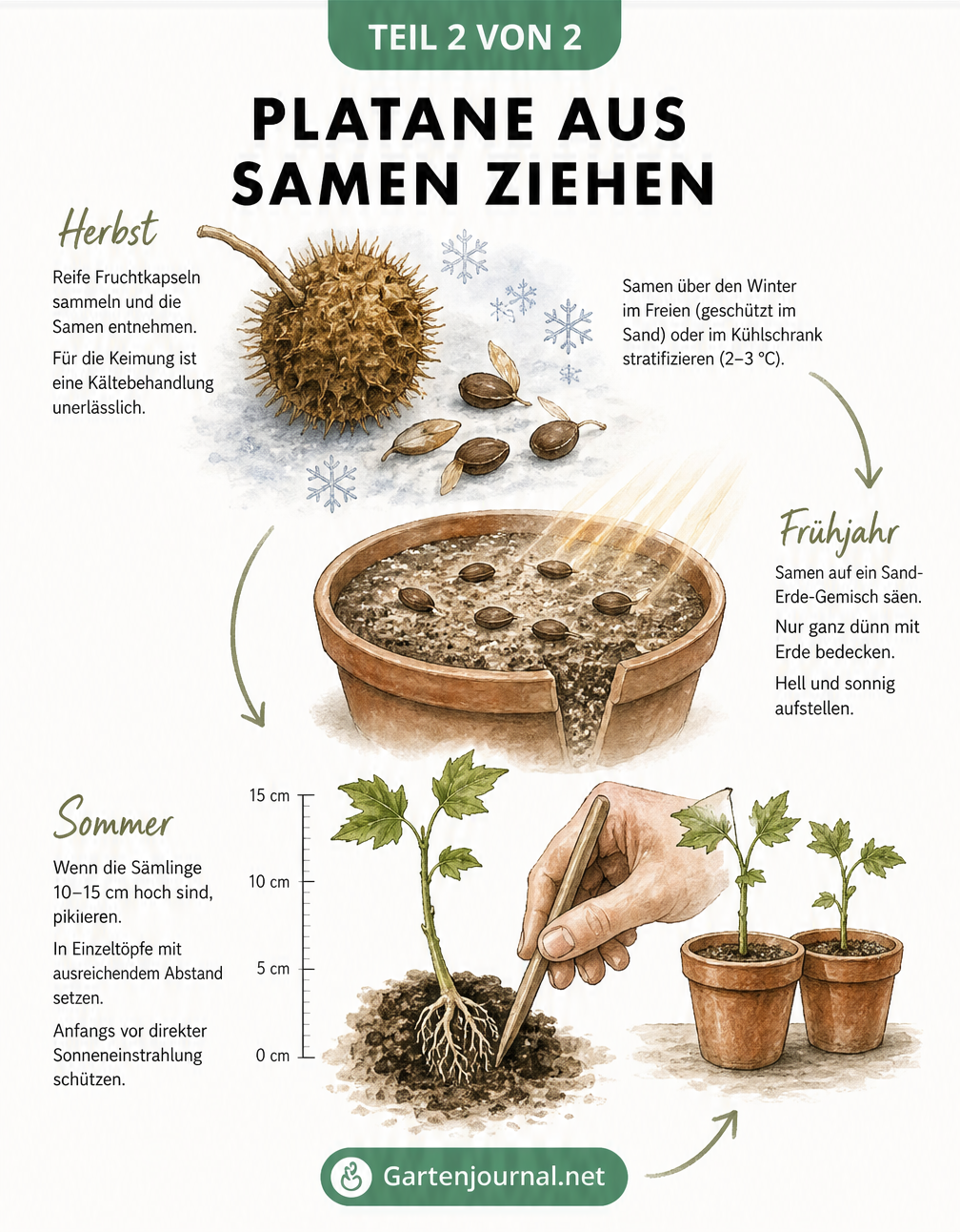 Illustration einer Platanen-Fruchtkapsel mit Samen, die nach einer Kältebehandlung in einem Pflanzgefäß keimen und pikiert werden.