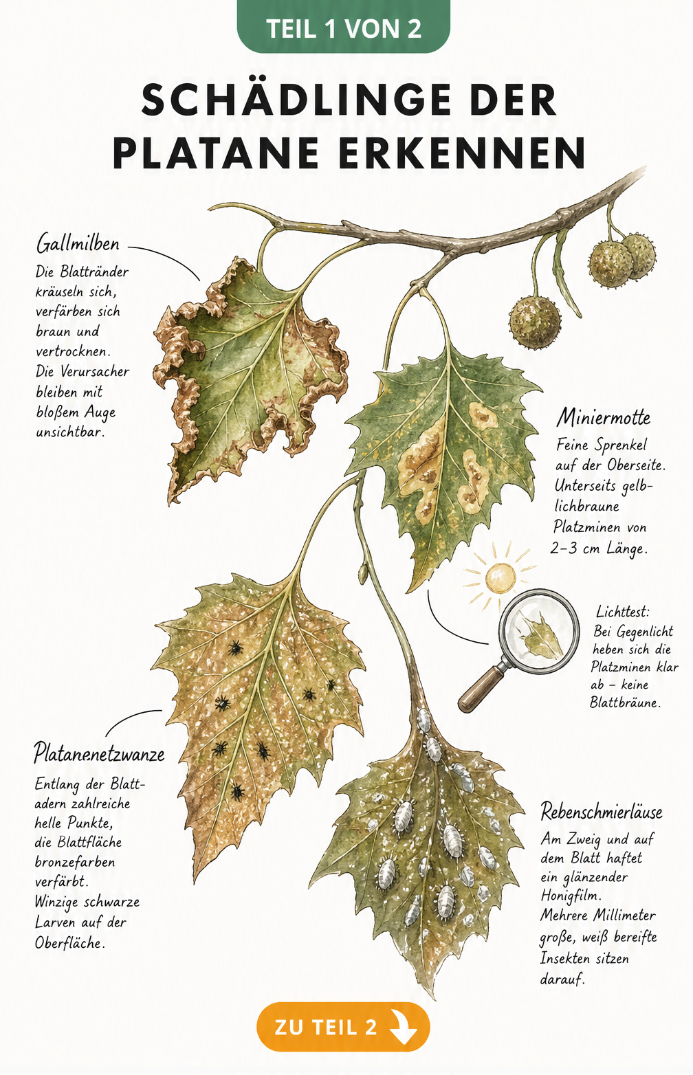 Illustration eines Platanenzweigs mit vier Blättern, die Schadbilder von Gallmilben, Miniermotten, Platanennetzwanzen und Rebenschmierläusen zeigen