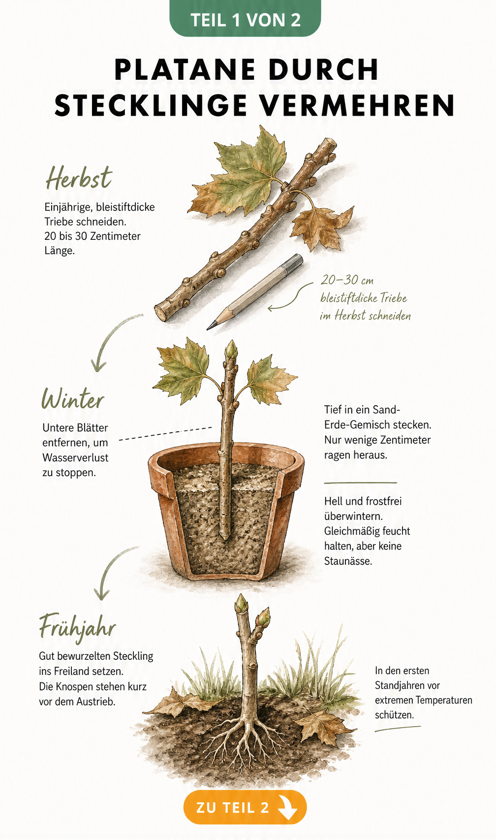 Illustration eines Platanen-Stecklings im Herbst, der in einem Tontopf mit Sand-Erde-Gemisch wurzelt und im Frühjahr ins Freiland gepflanzt wird.