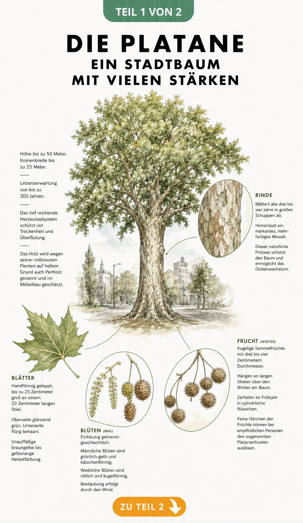 Botanische Illustration einer Platane mit Detailzeichnungen von Rinde, Blatt, Blüte und Frucht