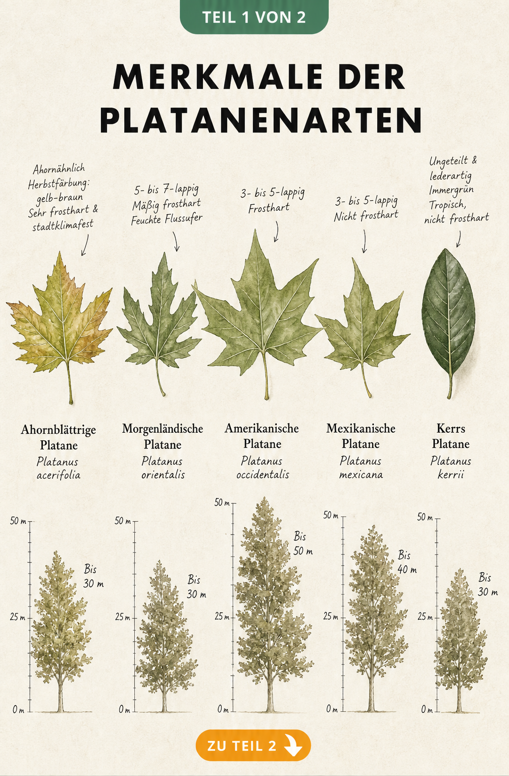 Botanische Illustration von fünf Platanenarten mit Blättern und Baum-Silhouetten