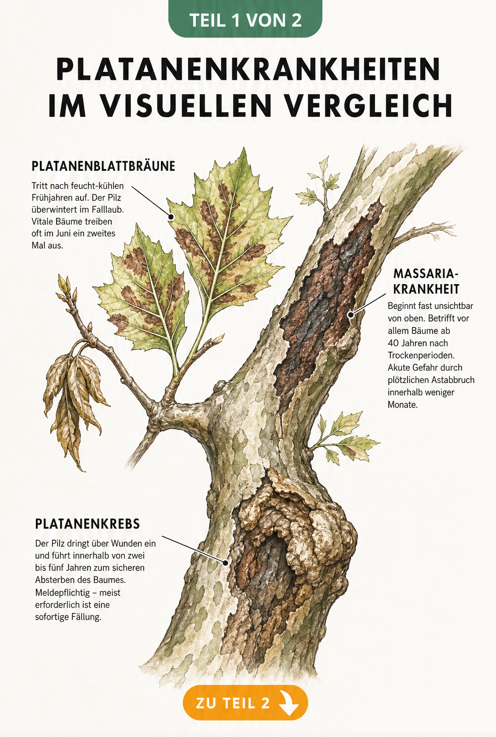 Botanische Illustration eines Platanenastes, die drei Krankheiten zeigt: Platanenblattbräune mit braunen Flecken, Massaria-Krankheit mit rotschwarzer Rinde und...