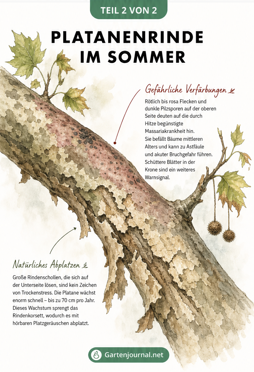 Illustration eines Platanenastes, der unten durch Wachstum abplatzende Rinde und oben rötliche Verfärbungen durch die Massariakrankheit zeigt