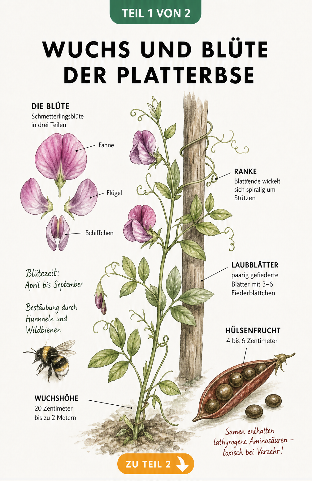 Botanische Illustration einer Platterbse mit Details zu Blüte, Blättern, Ranken und giftigen Samen