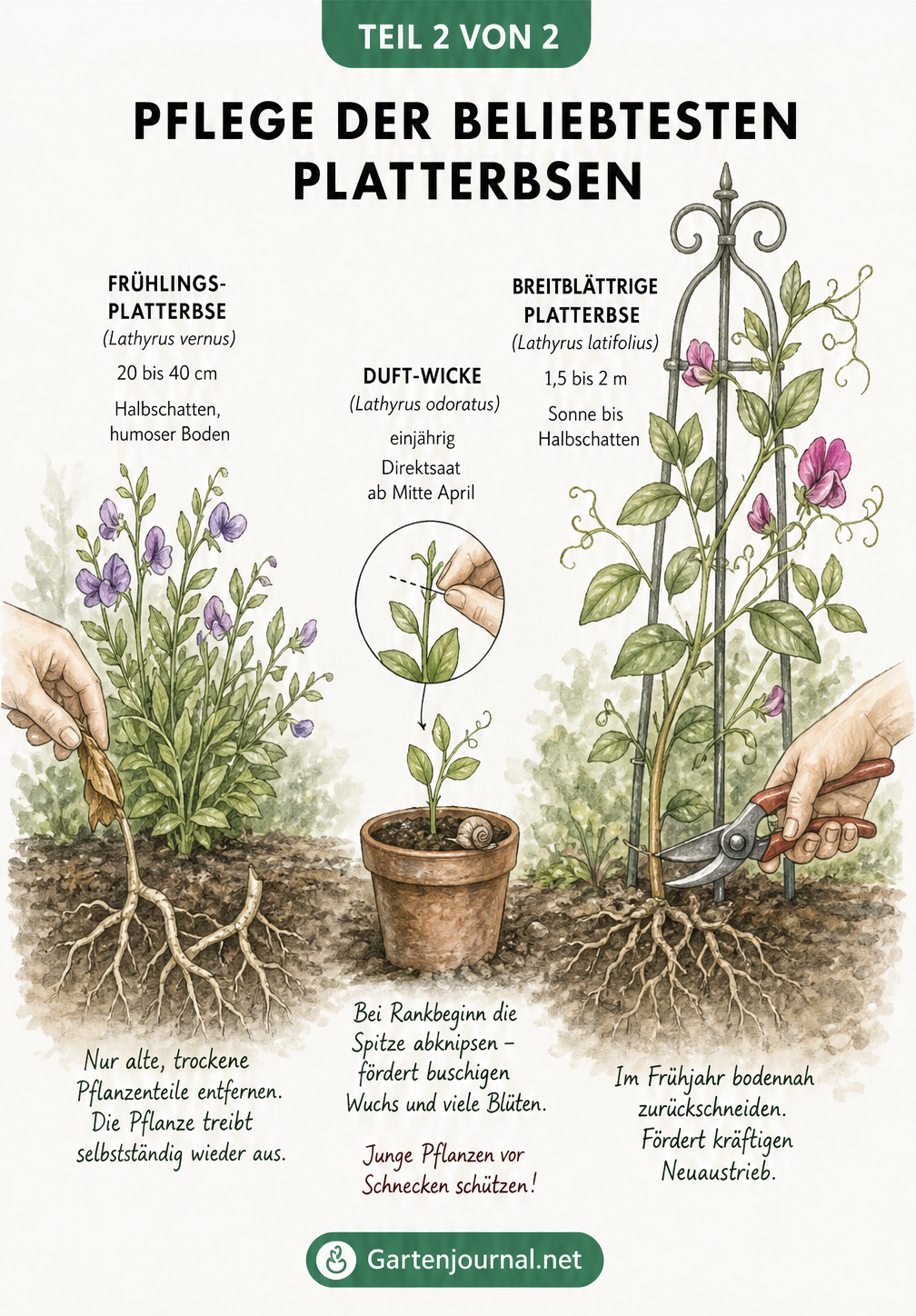 Gartenszene mit Frühlings-Platterbse, Breitblättriger Platterbse und einem Keimling der Duft-Wicke