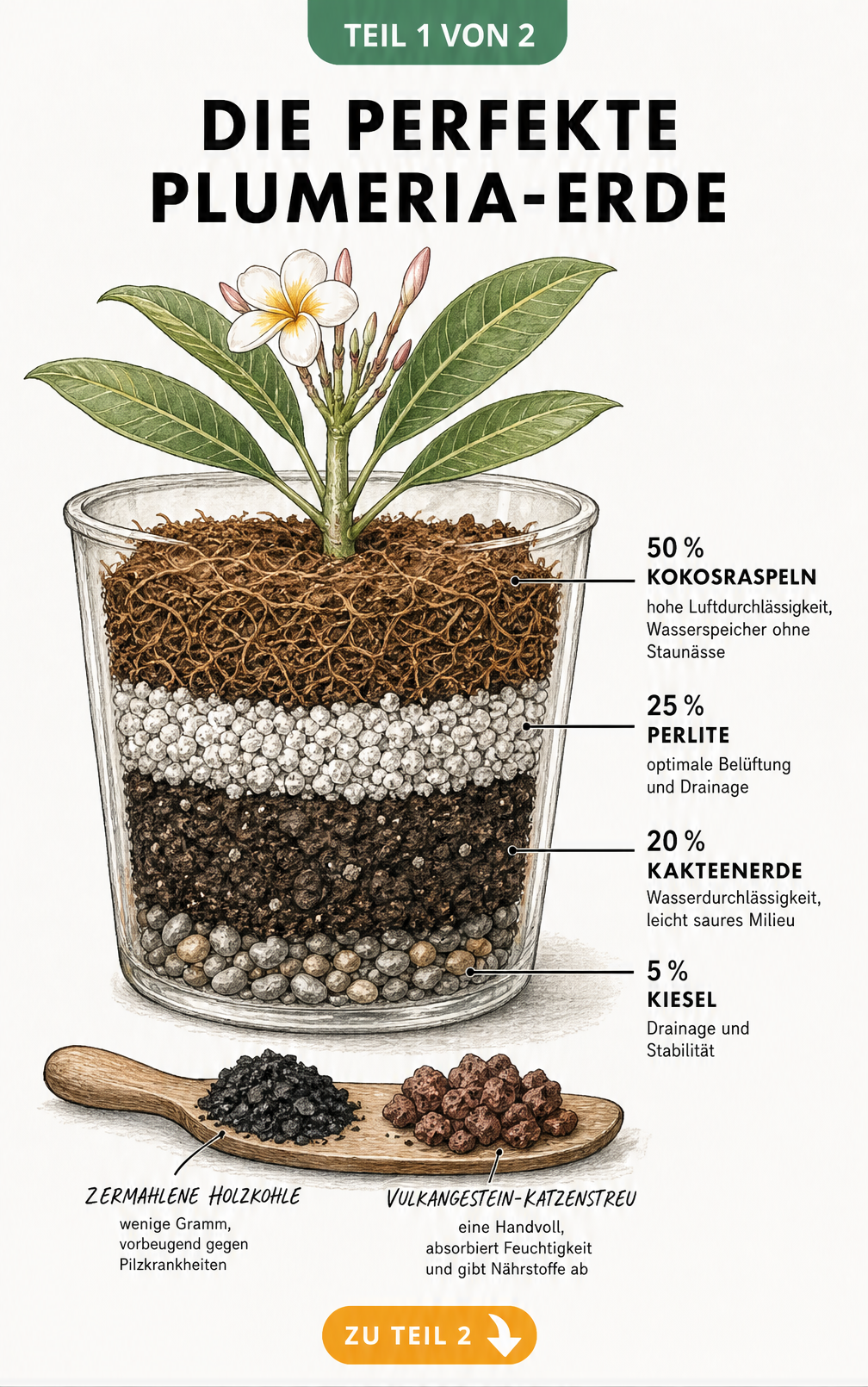 Illustration eines transparenten Pflanzgefäßes mit den vier Schichten der perfekten Plumeria-Erde: Kokosraspeln, Perlite, Kakteenerde und Kiesel.