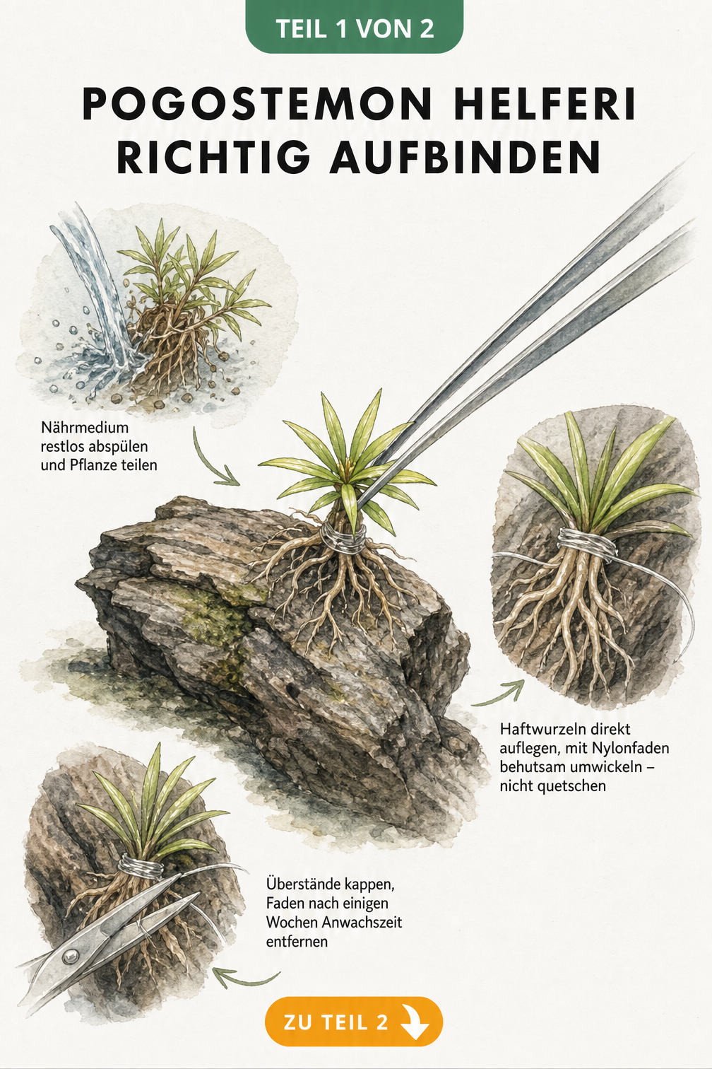 Illustration von Pogostemon helferi, die mit einer Pinzette auf ein Wurzelstück gesetzt und mit Nylonfaden umwickelt wird