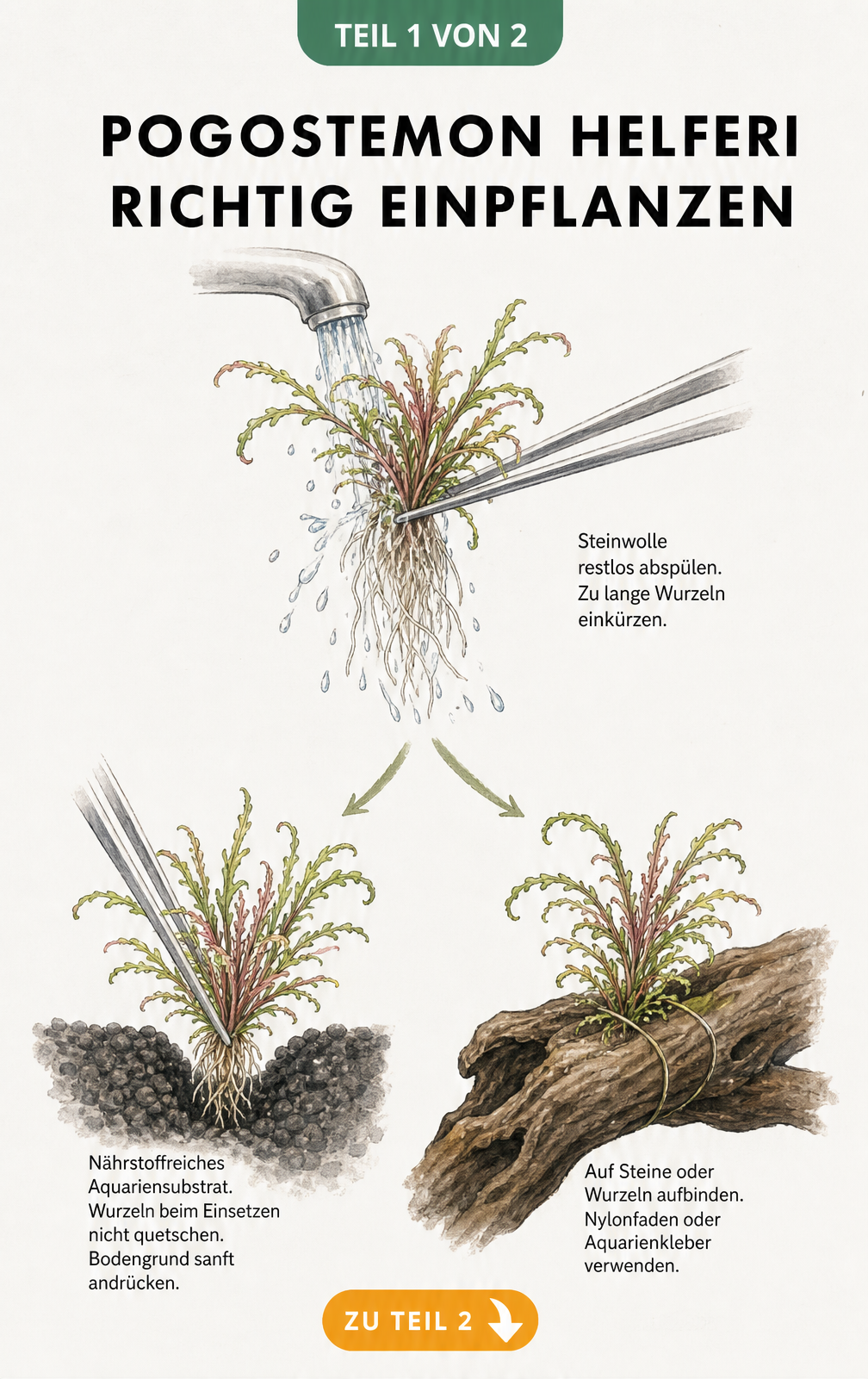 Botanische Skizze zur Vorbereitung und Pflanzung von Pogostemon helferi im Aquarium
