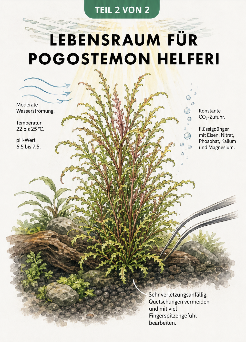 Illustration der idealen Lebensbedingungen für Pogostemon helferi im Aquarium
