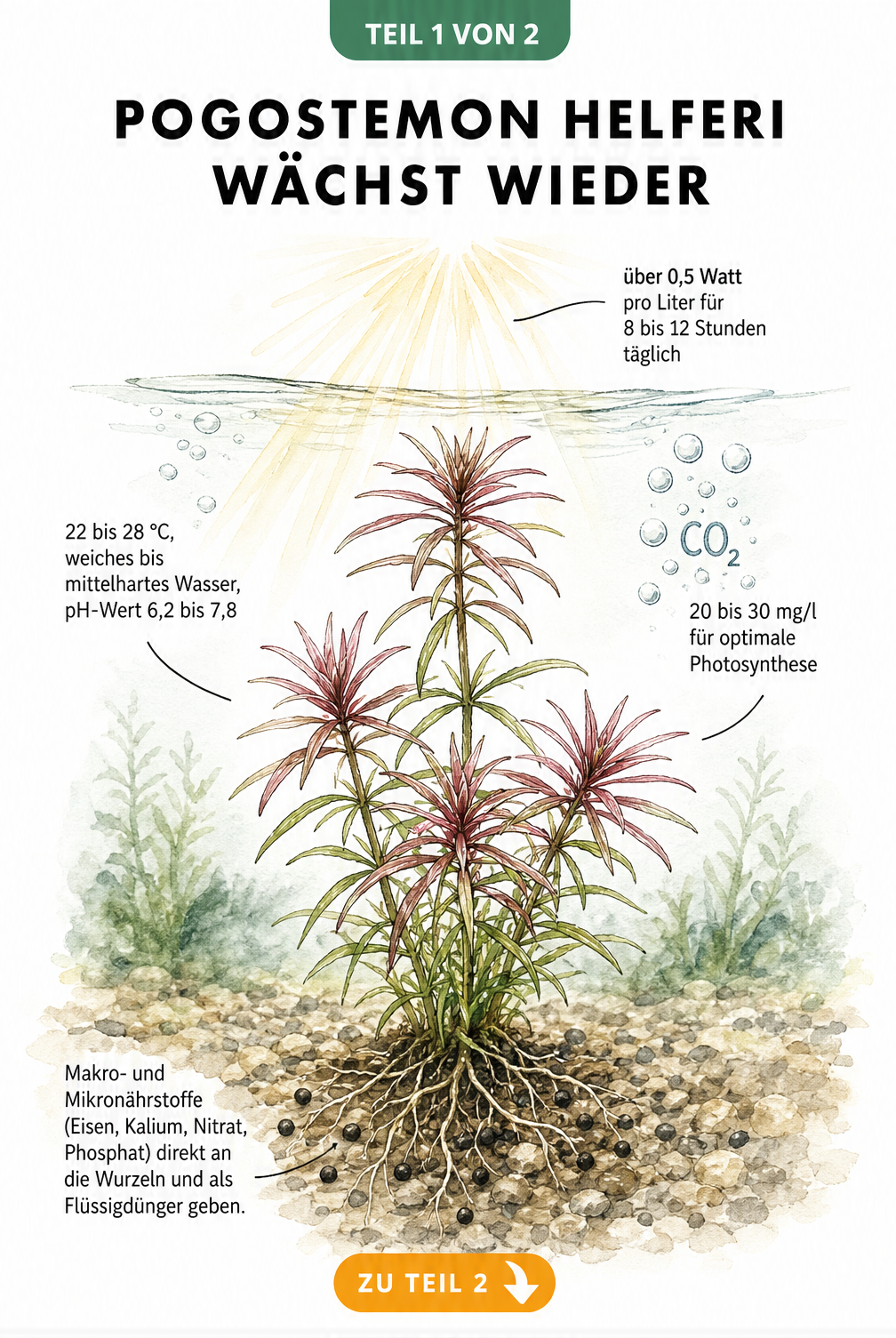 Illustration einer gesunden Pogostemon helferi im Aquarium mit Angaben zu Licht, Temperatur, Wasserwerten und Nährstoffen