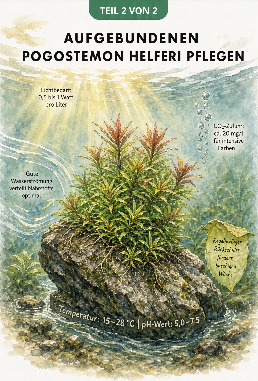 Aquarell-Zeichnung einer aufgebundenen Pogostemon helferi im Aquarium mit Angaben zu Lichtbedarf, CO2-Zufuhr und Wasserwerten
