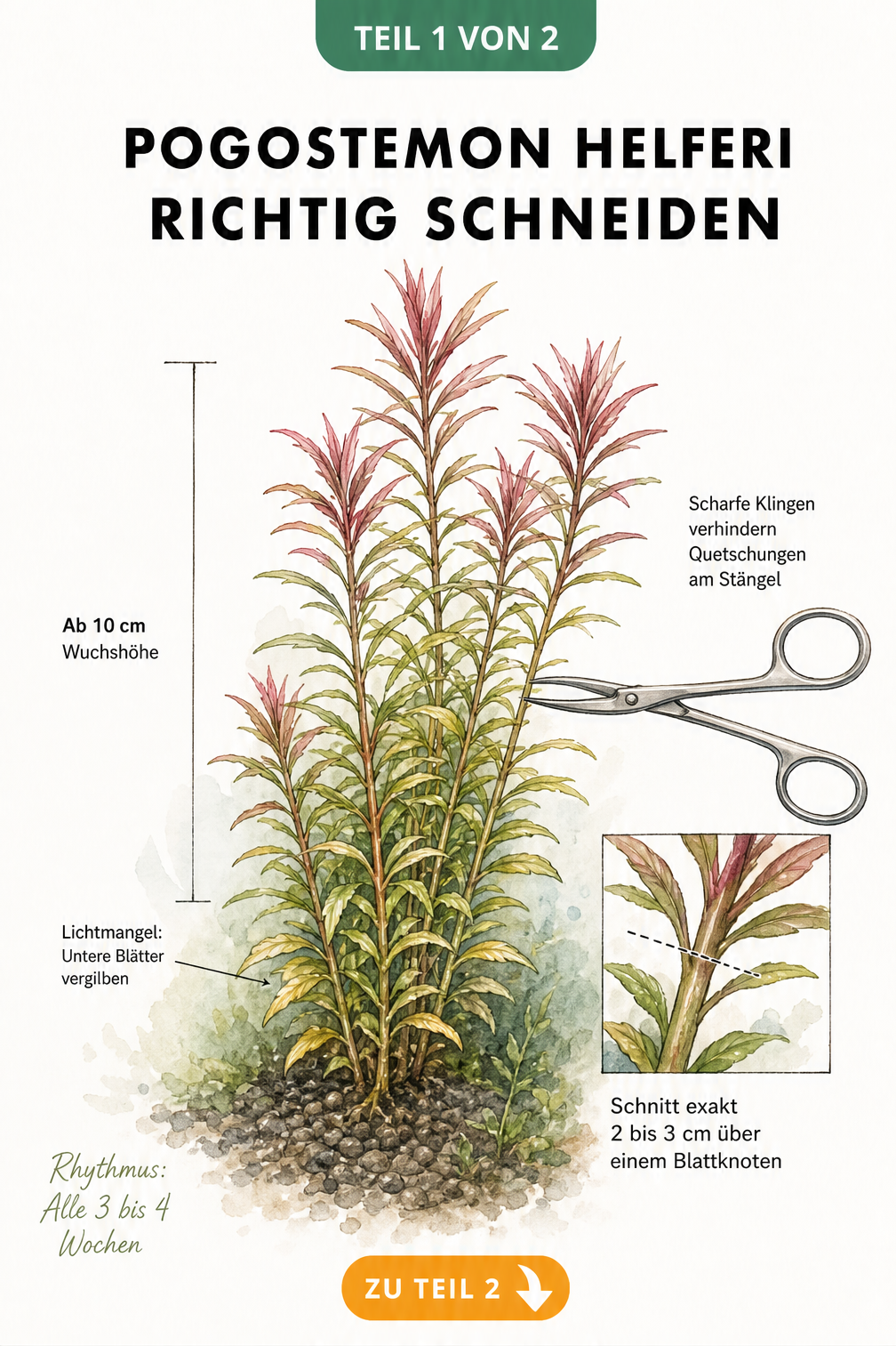 Illustration einer Pogostemon helferi Pflanze im Aquarium mit Markierungen für den richtigen Schnittzeitpunkt und die Schnitttechnik