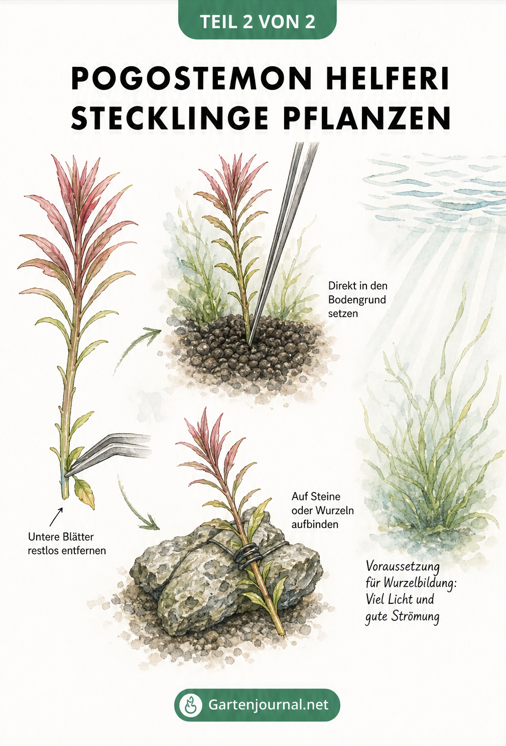 Aquarell-Illustration, die zeigt, wie man Pogostemon helferi Stecklinge vorbereitet und im Aquarium einpflanzt oder aufbindet