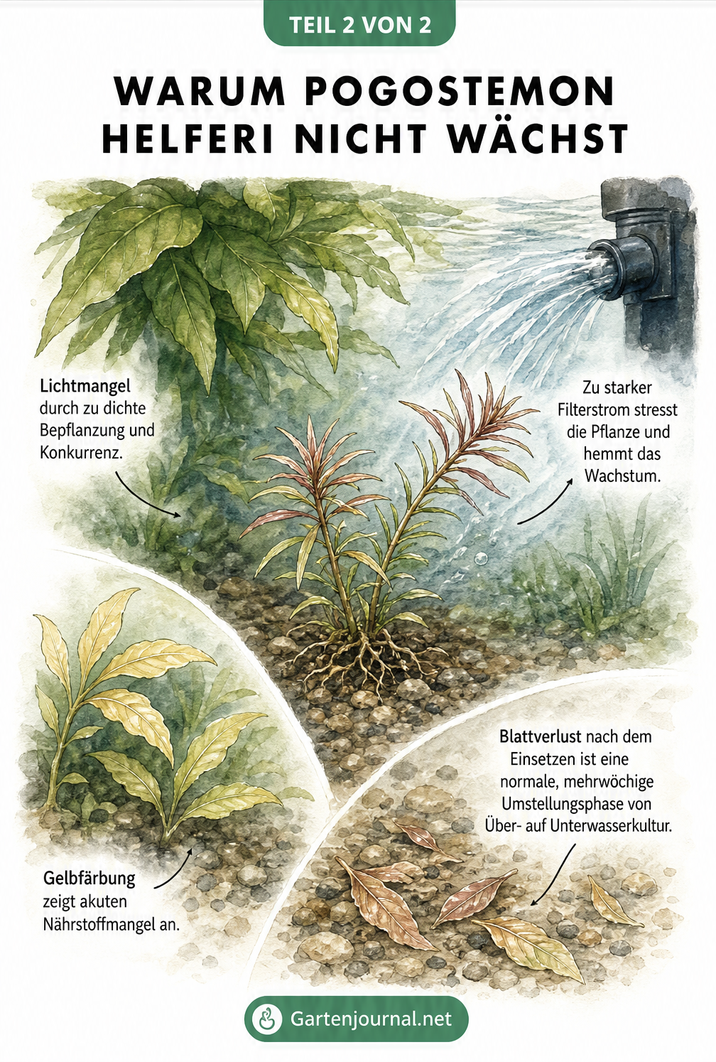 Illustration einer stagnierenden Pogostemon helferi im Aquarium mit Darstellung von Lichtmangel, starker Strömung und Nährstoffmangel
