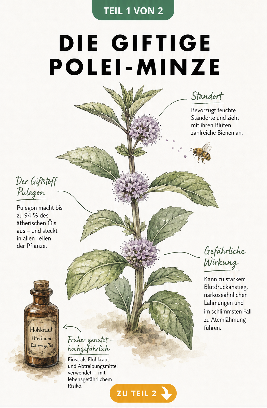 Botanische Illustration der giftigen Polei-Minze mit Hinweisen zu Pulegon und Vergiftungssymptomen