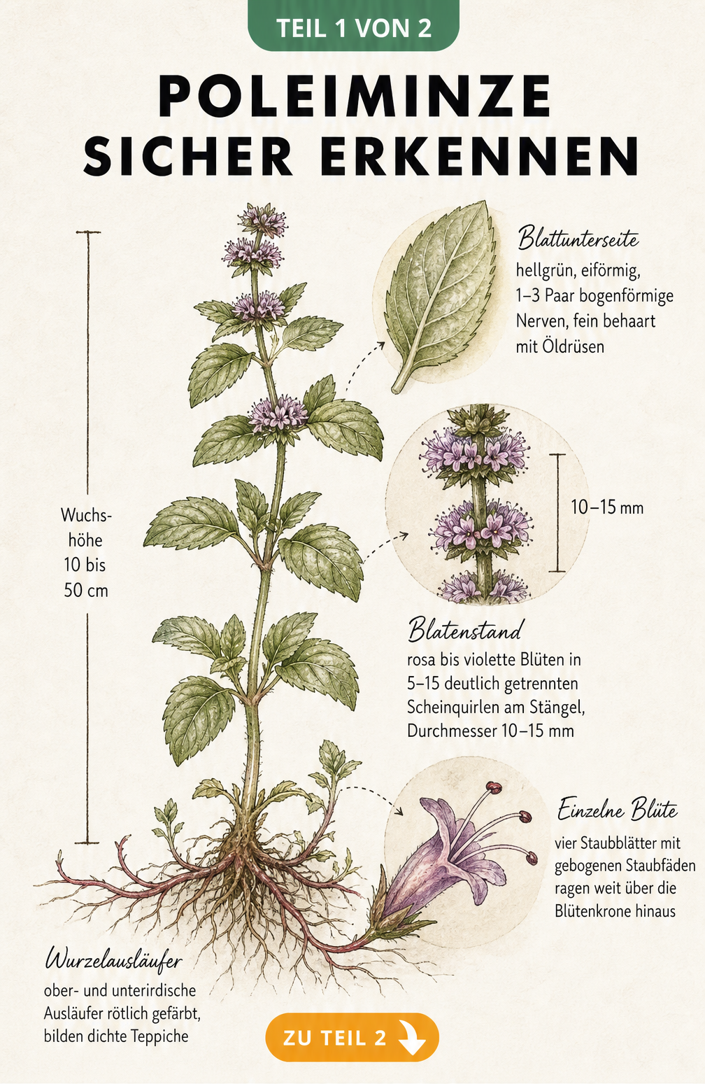 Botanische Illustration der Polei-Minze mit Details zu Blättern, Blütenstand und Blütenaufbau