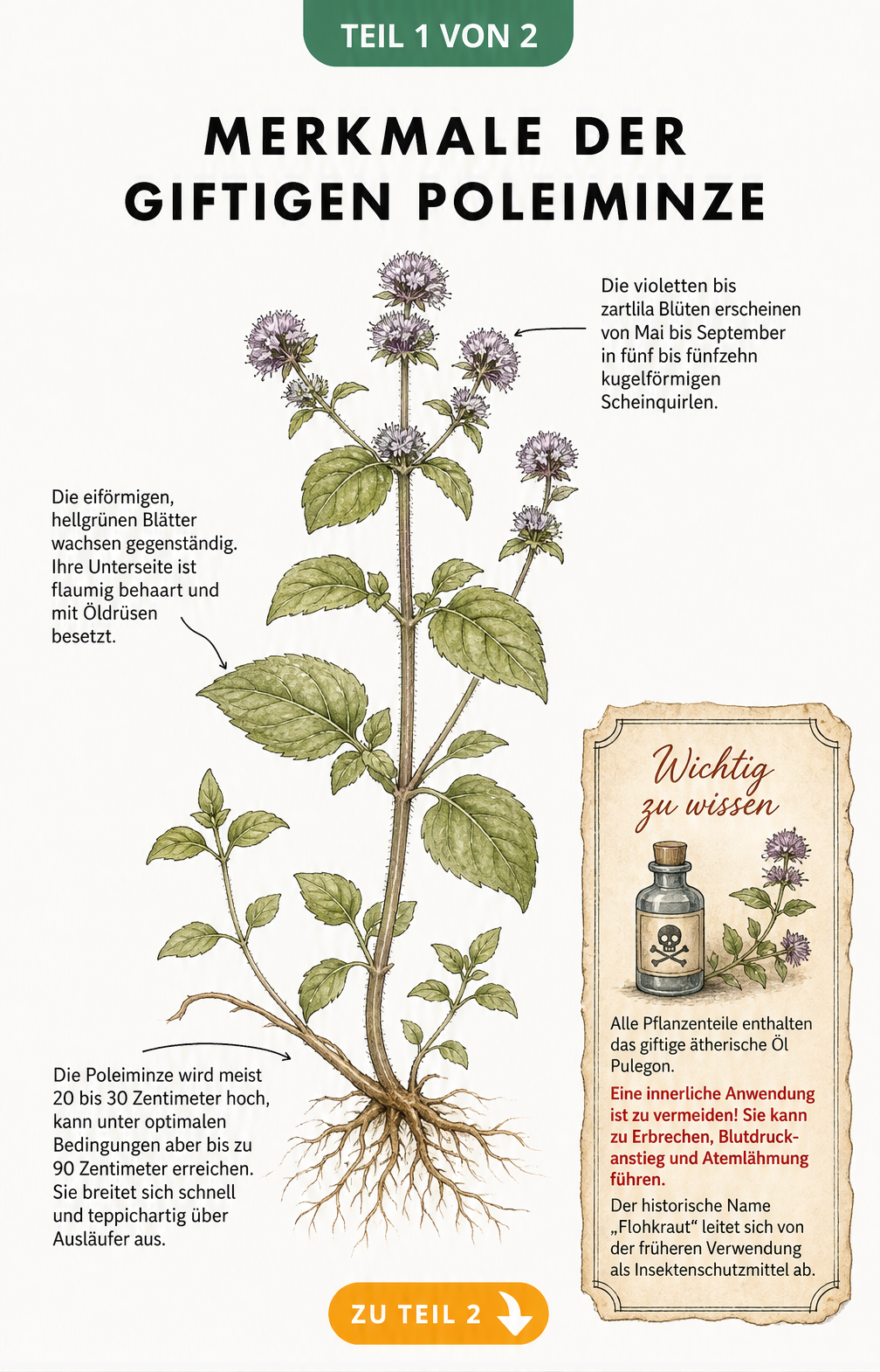 Botanische Illustration der Poleiminze mit Wurzeln, Stängel, Blättern und Blüten sowie Warnhinweis zur Giftigkeit