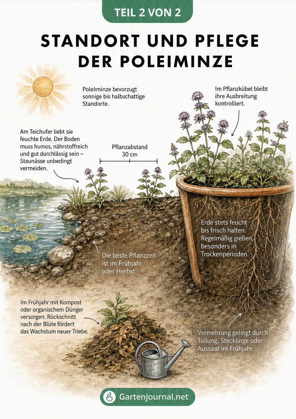 Querschnitt-Illustration eines Gartenteichufers und Pflanzkübels mit Poleiminze, Sonne und Pflegehinweisen