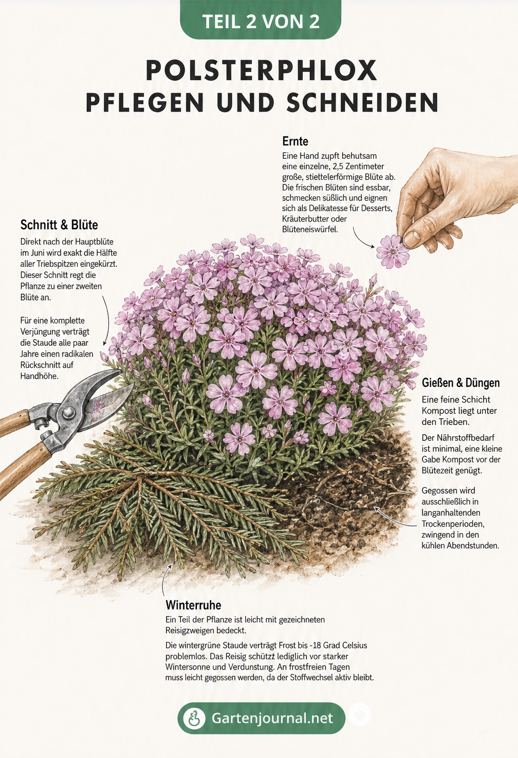 Illustration eines blühenden Polsterphlox mit Pflegehinweisen zu Schnitt, Ernte, Gießen, Düngen und Überwinterung.