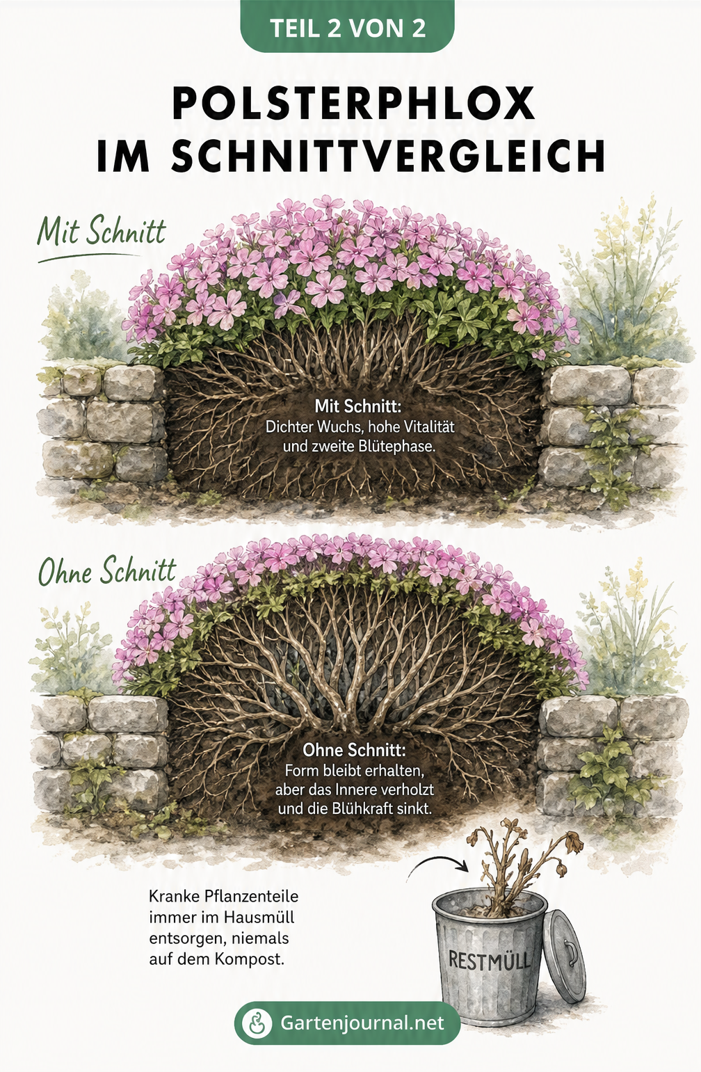 Querschnitt eines Polsterphlox auf einer Gartenmauer, der den Unterschied zwischen geschnittenen und ungeschnittenen Pflanzen zeigt