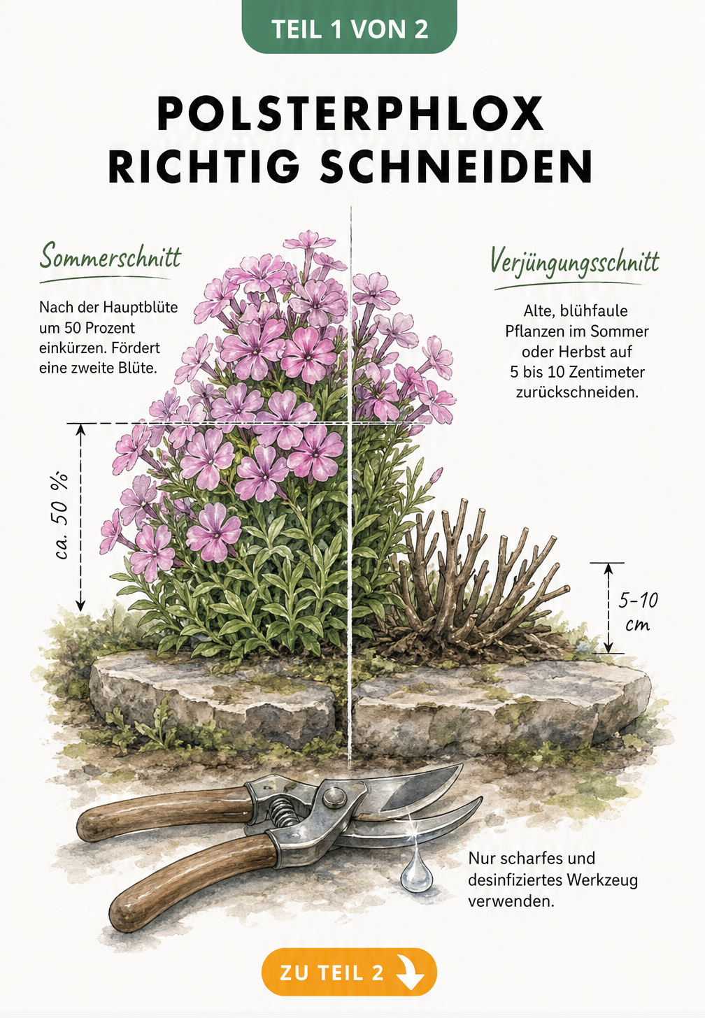 Illustration von Polsterphlox, die den Sommerschnitt und den Verjüngungsschnitt mit einer Gartenschere zeigt