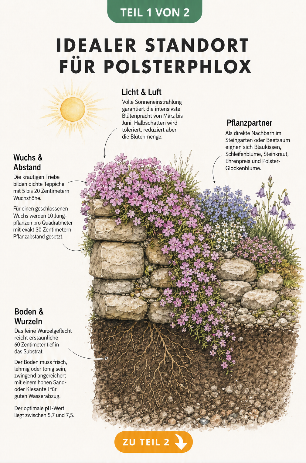 Illustration eines Polsterphlox an einer Trockenmauer mit Informationen zu Standort, Wuchs, Pflanzabstand und Bodenbeschaffenheit.