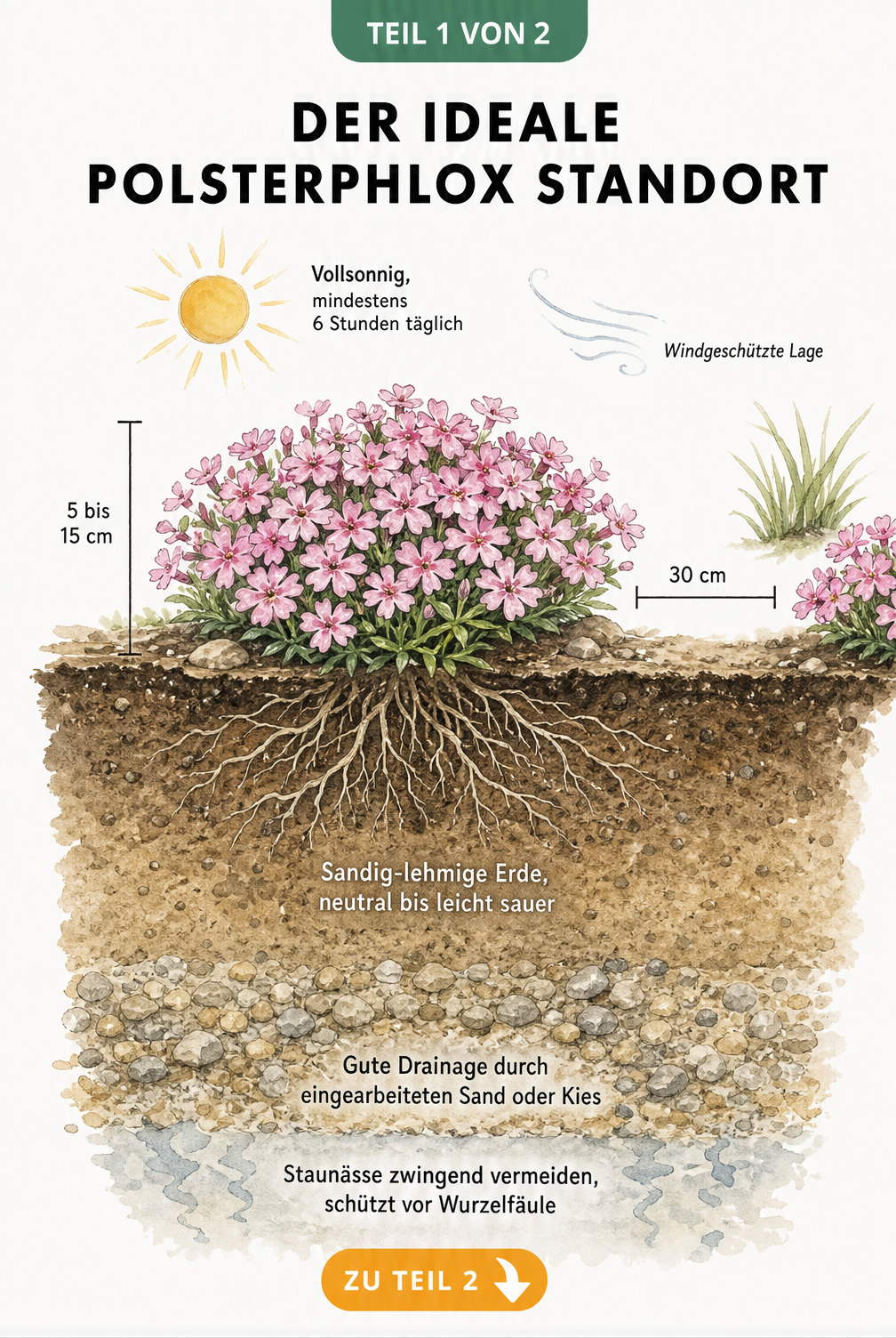 Illustration eines Polsterphlox mit Wurzelwerk im Bodenprofil, die den idealen Standort mit Sonne, sandig-lehmiger Erde und Drainage zeigt.