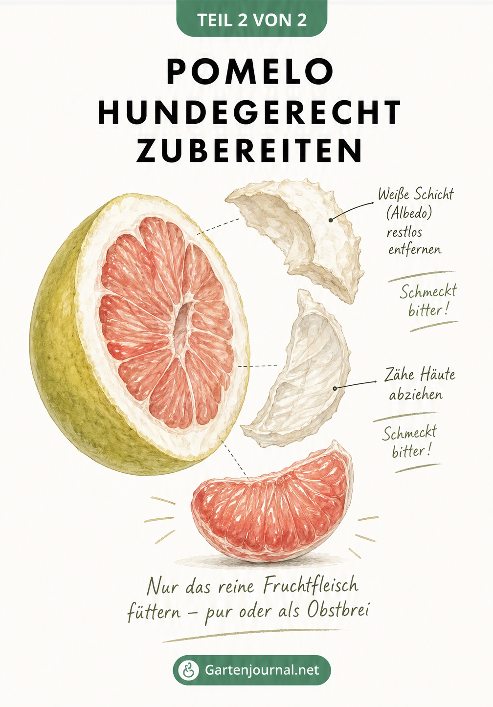 Anatomische Zeichnung einer Pomelo, die zeigt, dass die weiße Schale und zähe Häute vor der Fütterung an Hunde entfernt werden müssen