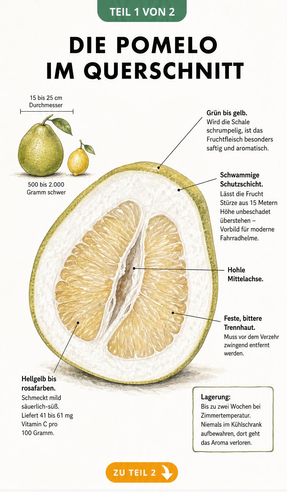 Querschnitt einer Pomelo mit Beschriftung von Schale, Fruchtfleisch und Mittelachse