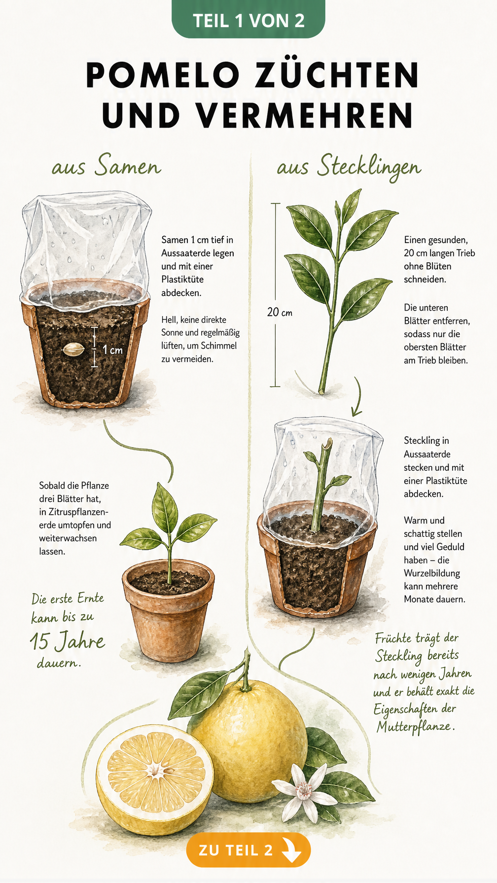 Illustration der Vermehrung eines Pomelobaums durch Samen und Stecklinge