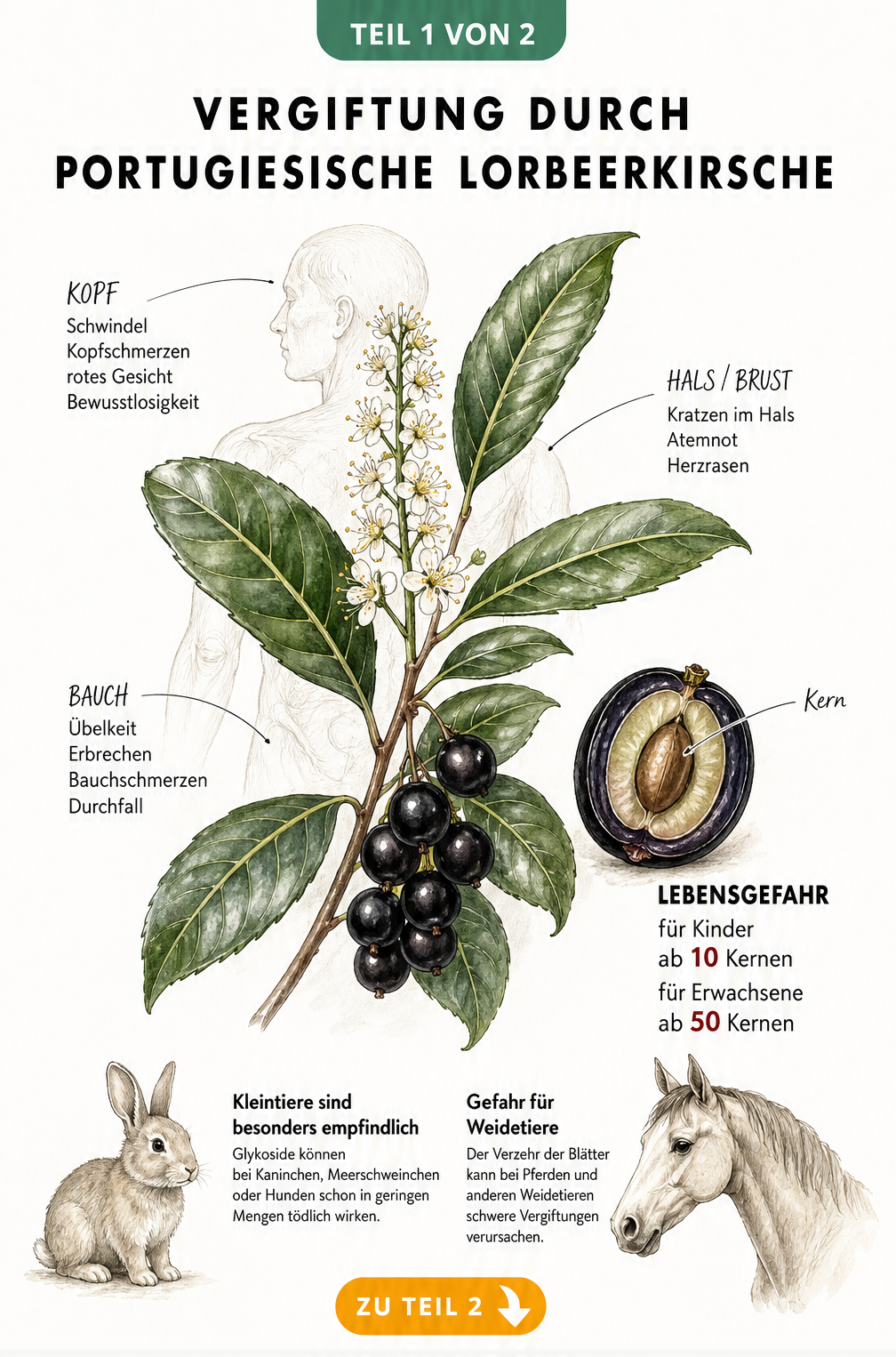Botanische Illustration der Portugiesischen Lorbeerkirsche mit Vergiftungssymptomen bei Mensch und Tier