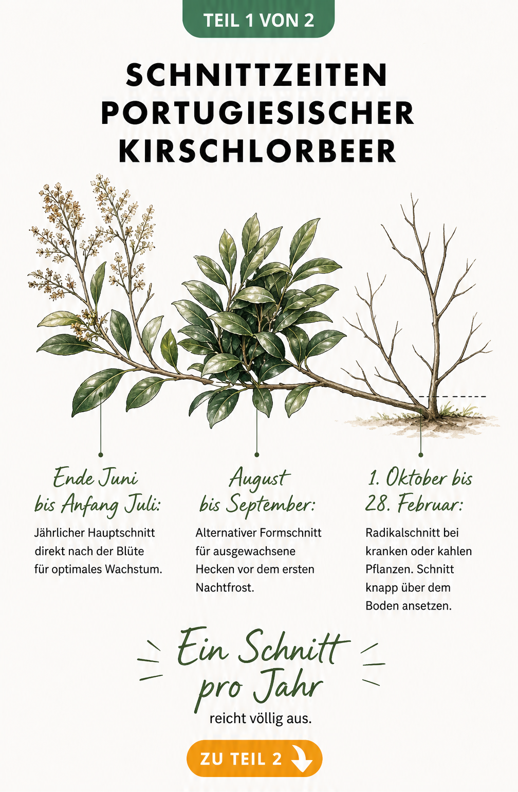 Illustration der Schnittzeiten für den Portugiesischen Kirschlorbeer im Jahresverlauf