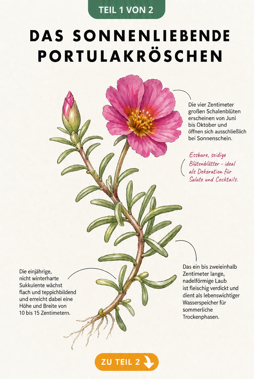 Botanische Illustration eines Portulakröschens mit geöffneter Blüte, Knospe und fleischigen Blättern