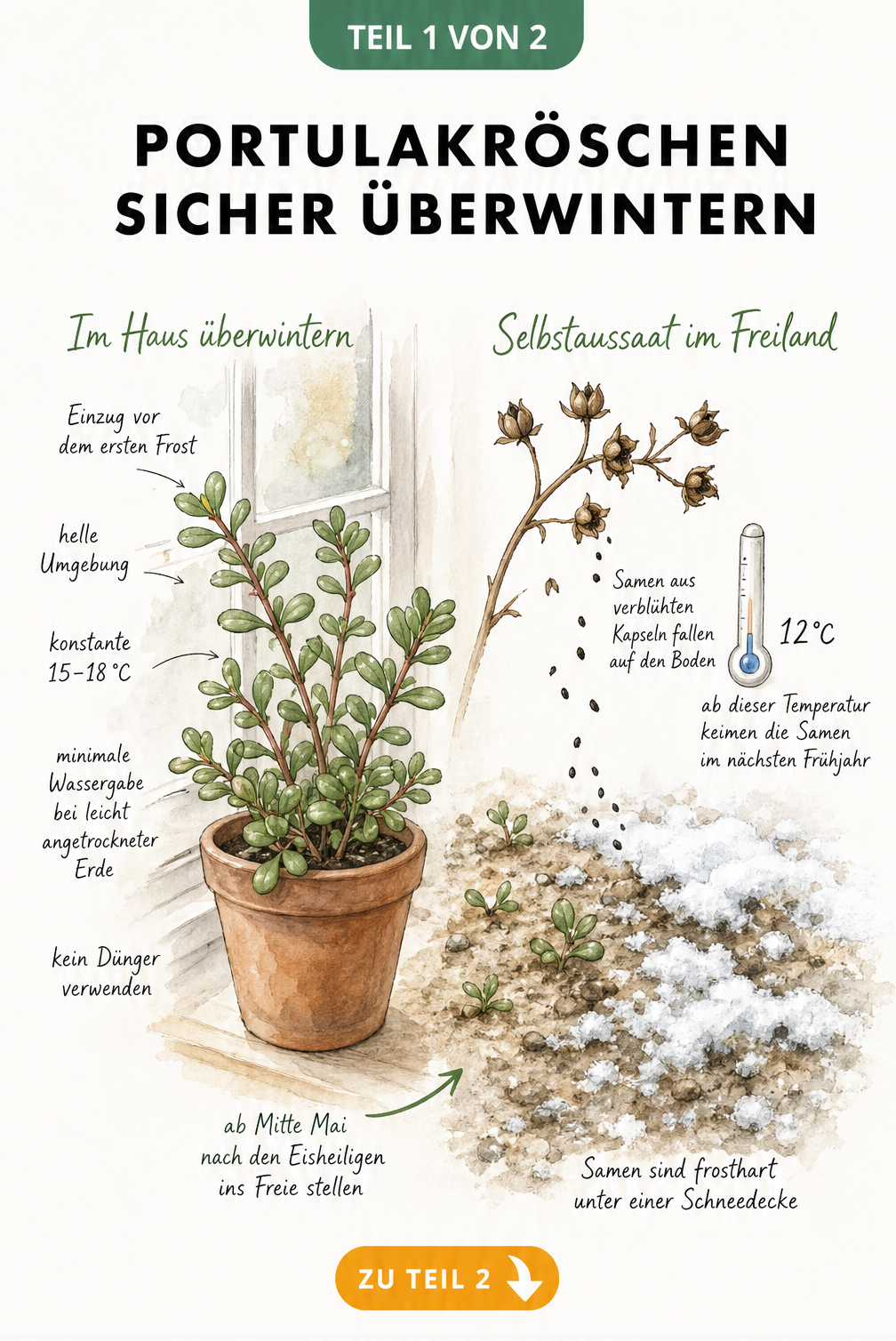 Illustration zur Überwinterung von Portulakröschen im Haus und im Freiland