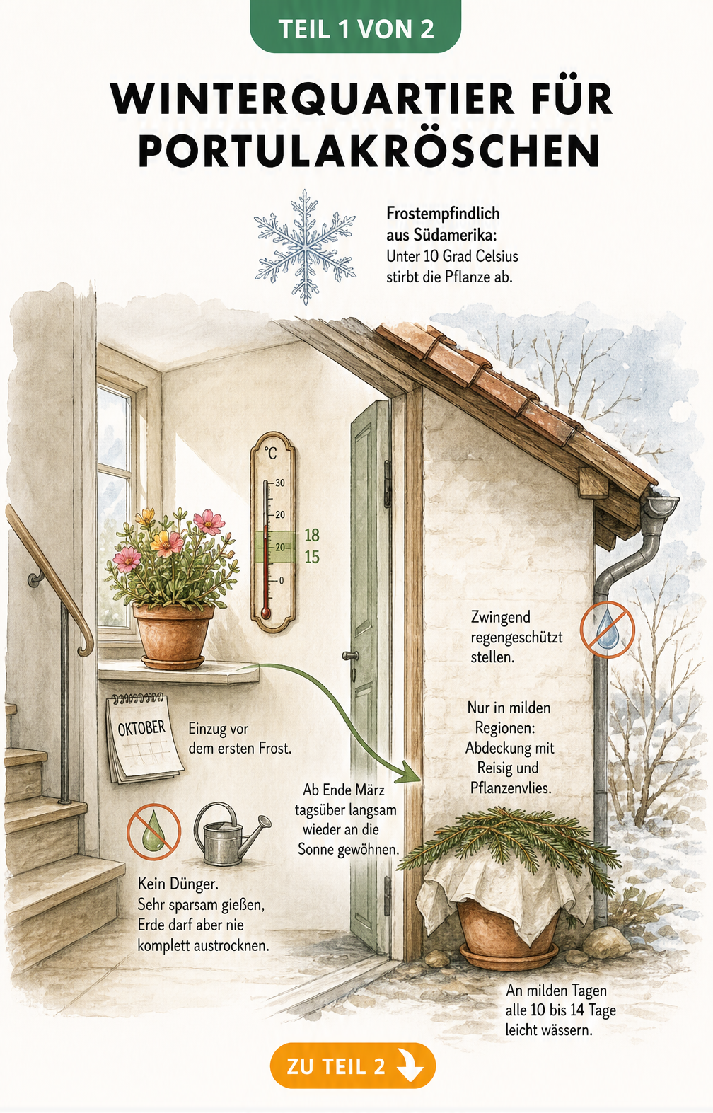 Querschnitt eines Hauses zeigt die Überwinterung von Portulakröschen im hellen Treppenhaus bei 15 bis 18 Grad und draußen unter Tannenzweigen.