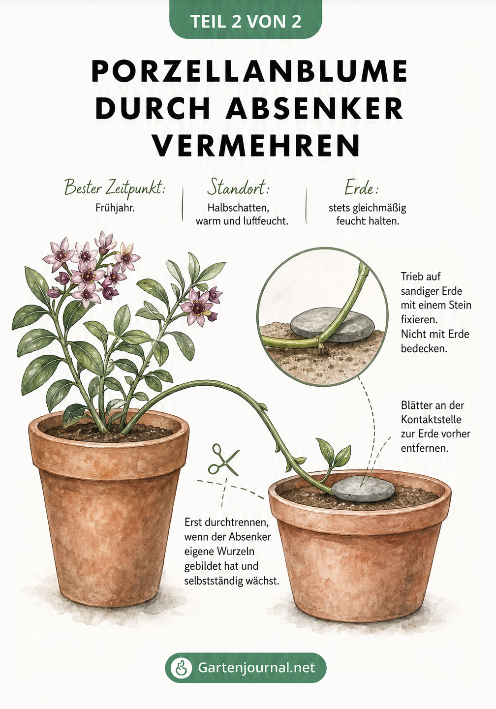Illustration der Vermehrung einer Porzellanblume durch einen Absenker in einem zweiten Topf