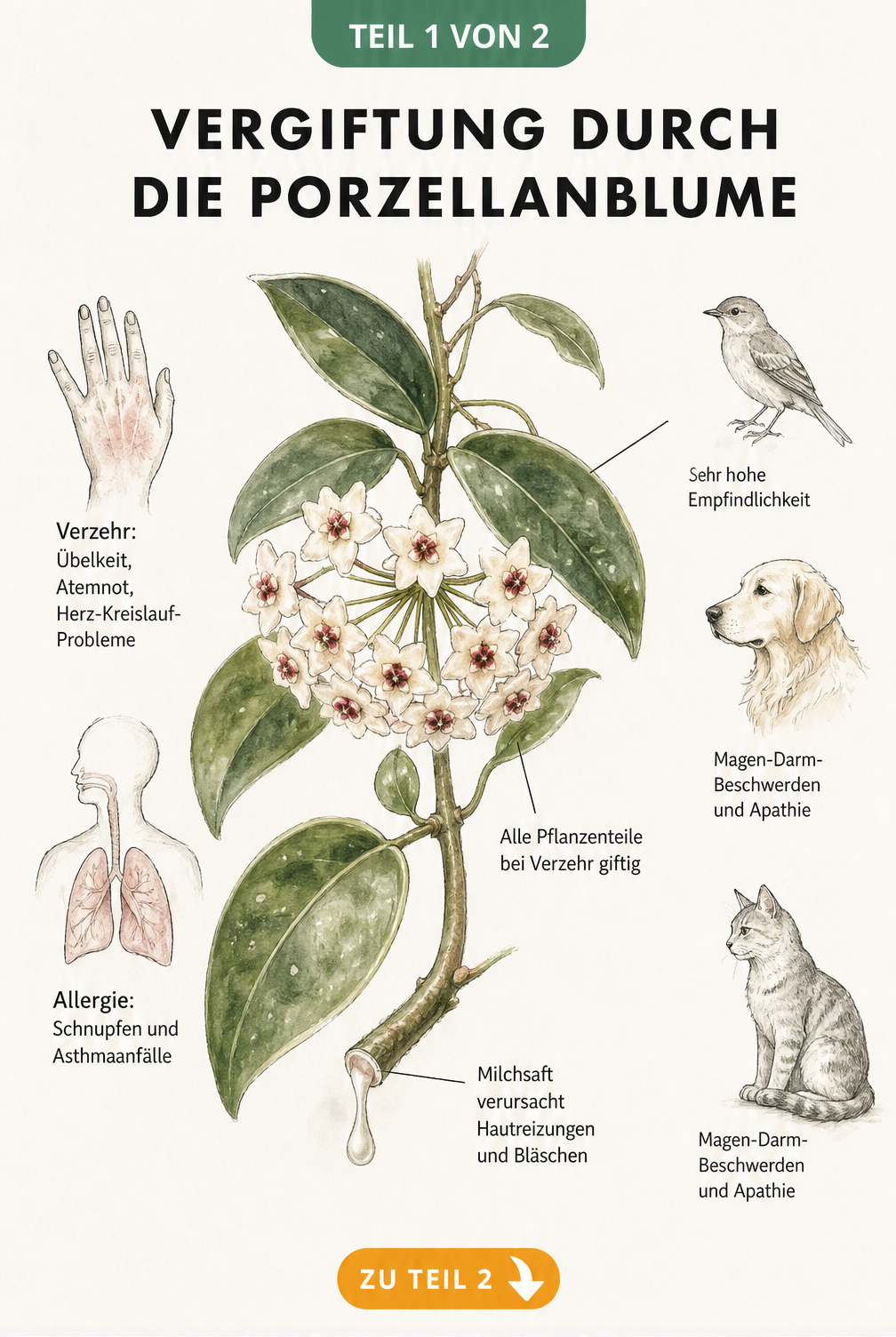 Botanische Illustration einer Porzellanblume mit Hinweisen zu giftigen Pflanzenteilen und Symptomen bei Mensch und Tier
