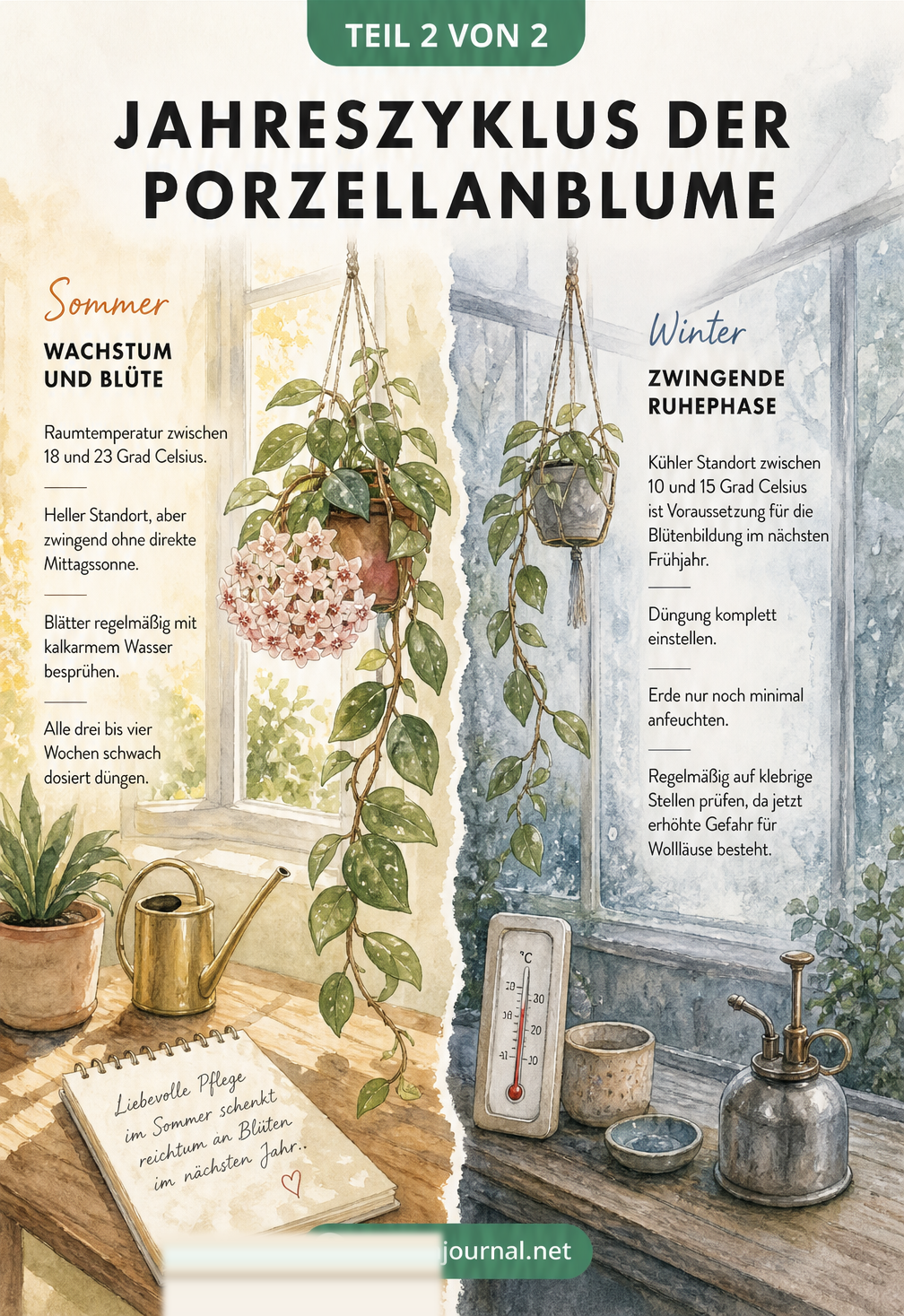 Illustration des Jahreszyklus der Porzellanblume im Sommer und Winter mit Hinweisen zu Temperatur und Pflege