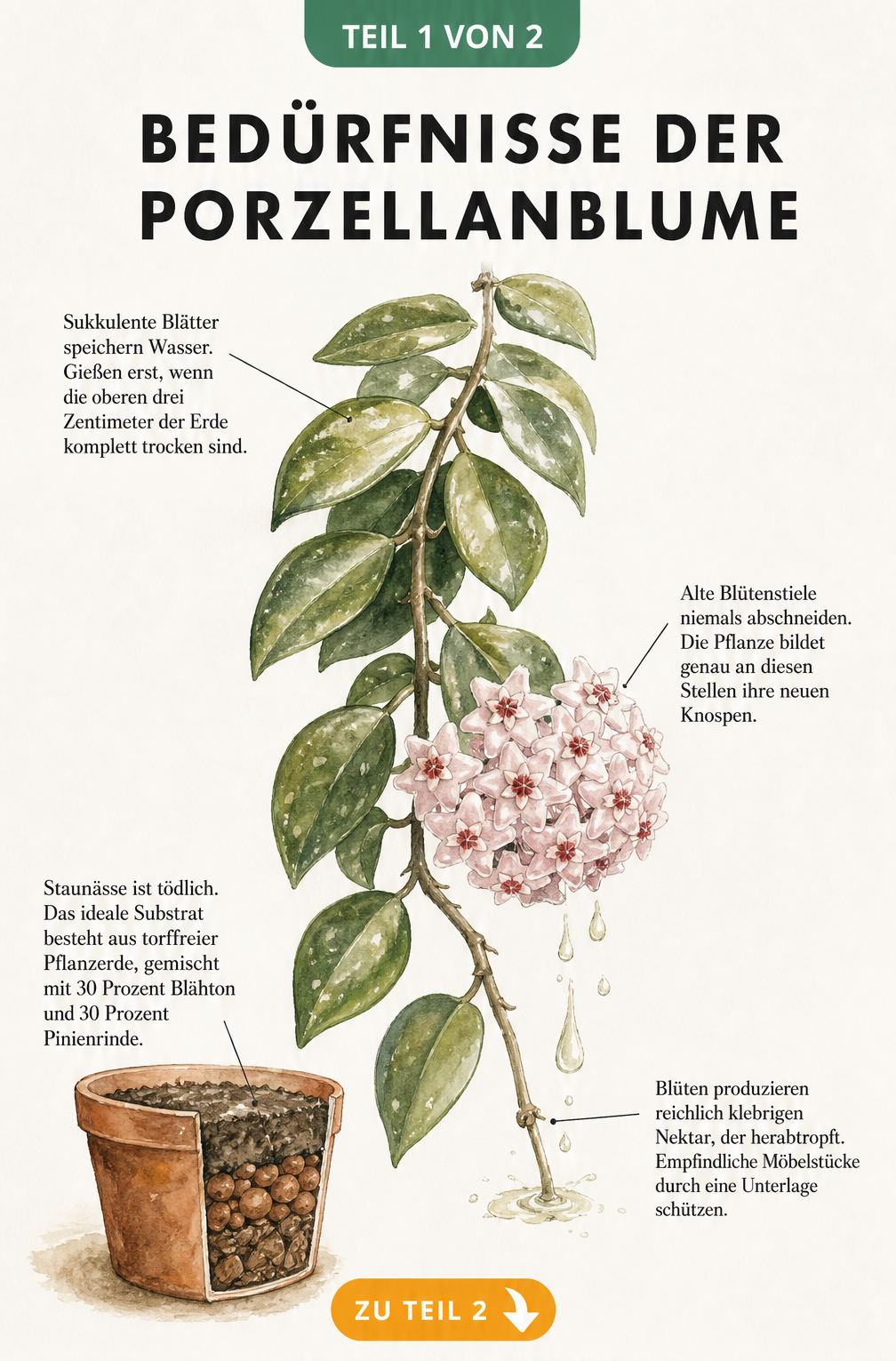 Botanische Illustration einer Porzellanblume mit Pflegetipps zu Gießen, Blütenstielen, Nektar und Substrat