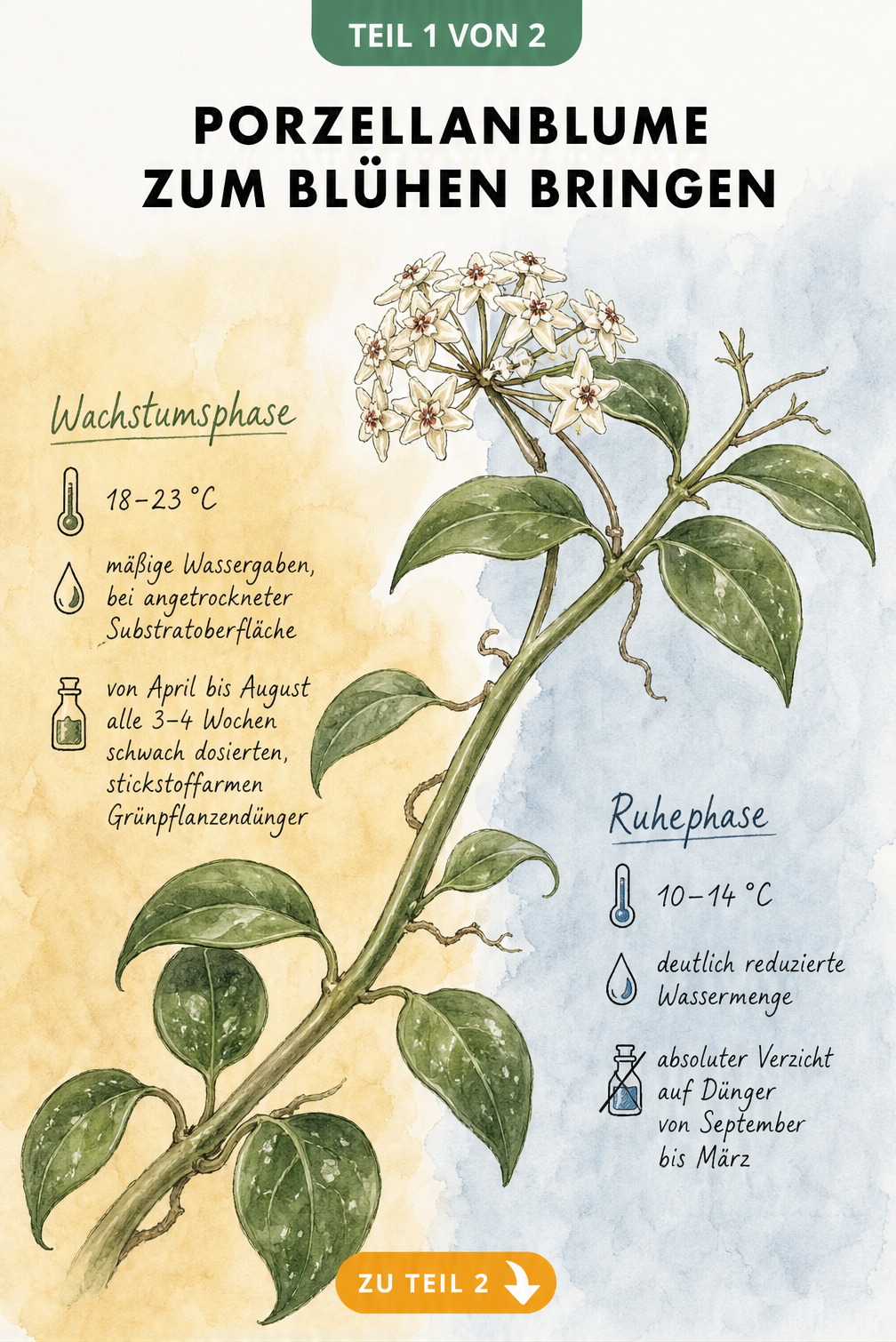 Botanische Illustration einer Porzellanblume mit Pflegehinweisen für Wachstums- und Ruhephase