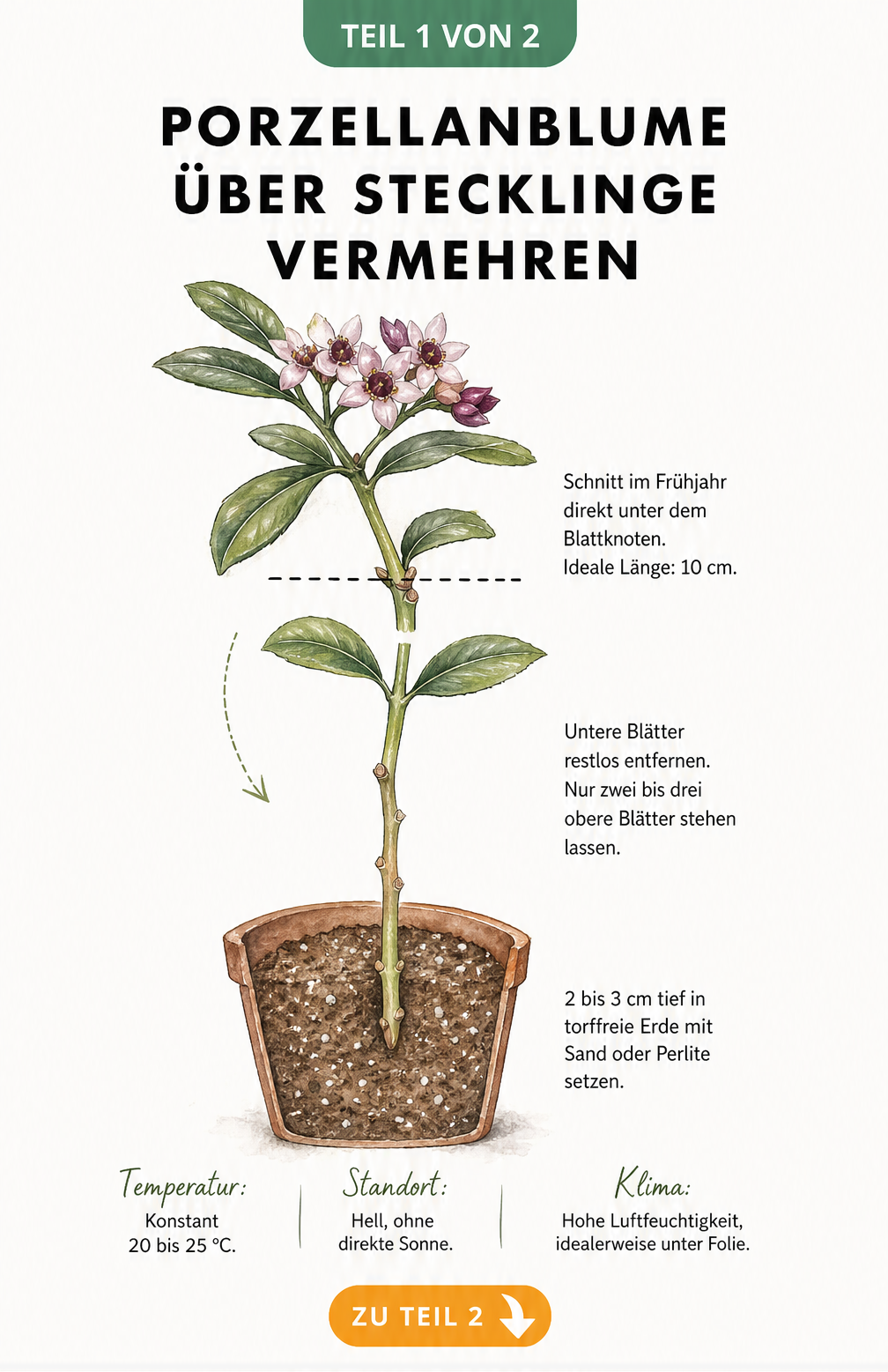 Botanische Illustration eines Porzellanblumen-Stecklings mit Schnittstelle und Einpflanz-Anleitung