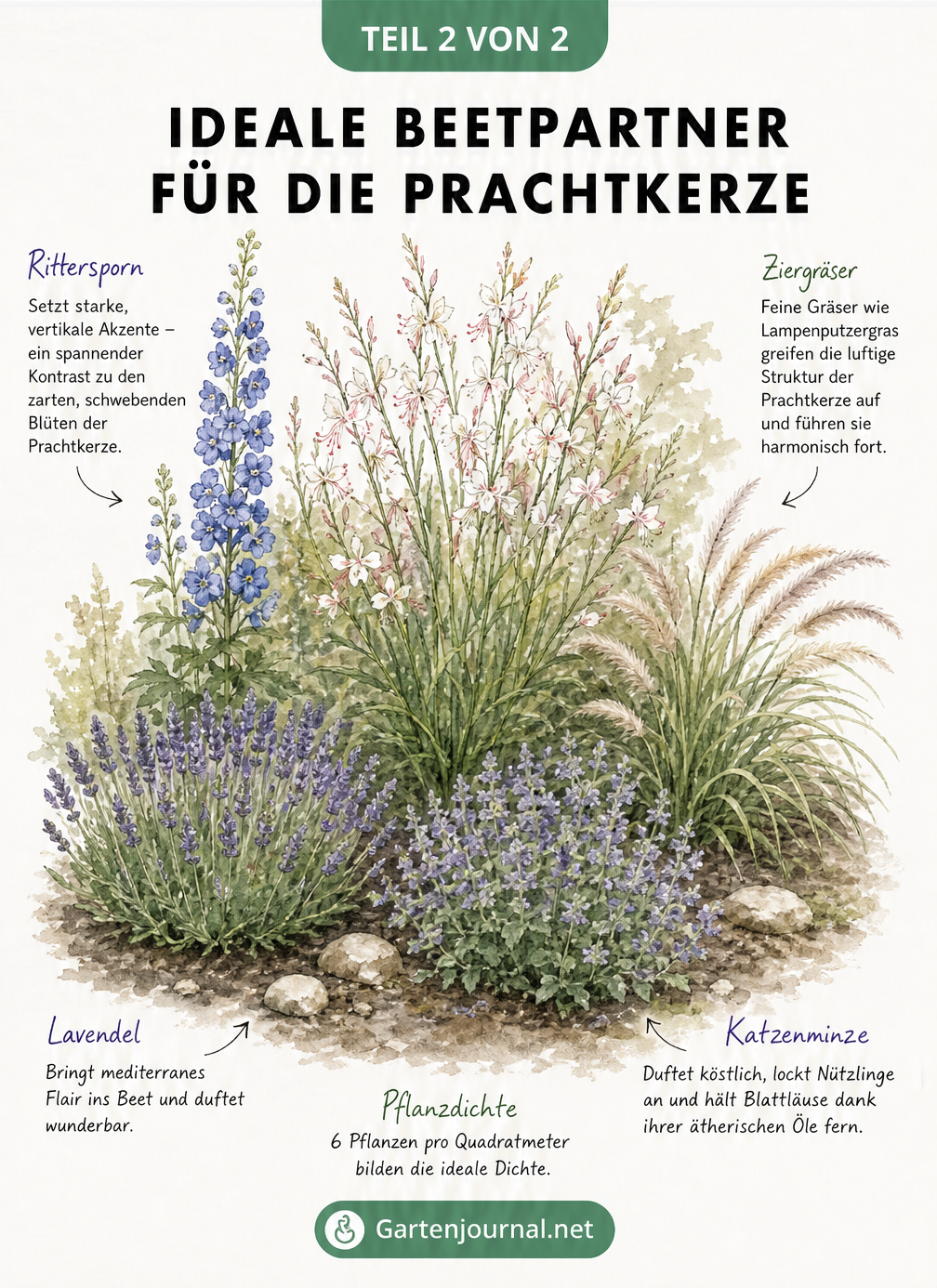 Gartenarchitektur-Skizze eines Beetes mit Prachtkerzen, Rittersporn, Lavendel, Katzenminze und Lampenputzergras