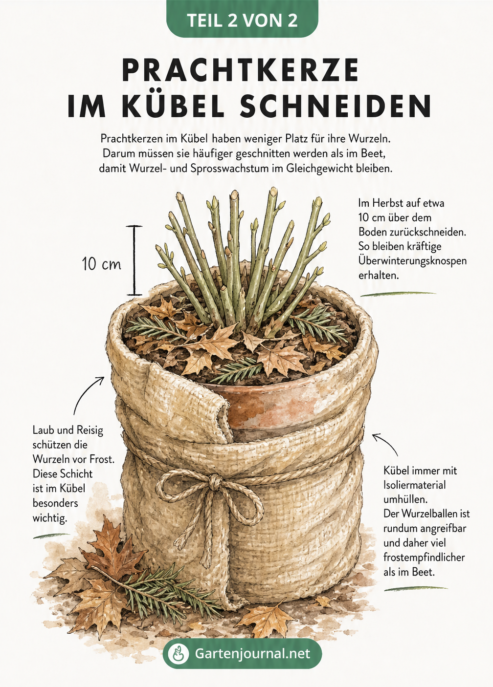 Schnittzeichnung einer Prachtkerze im Kübel mit Markierung für den Herbstschnitt und Winterschutz aus Laub und Isolierfolie