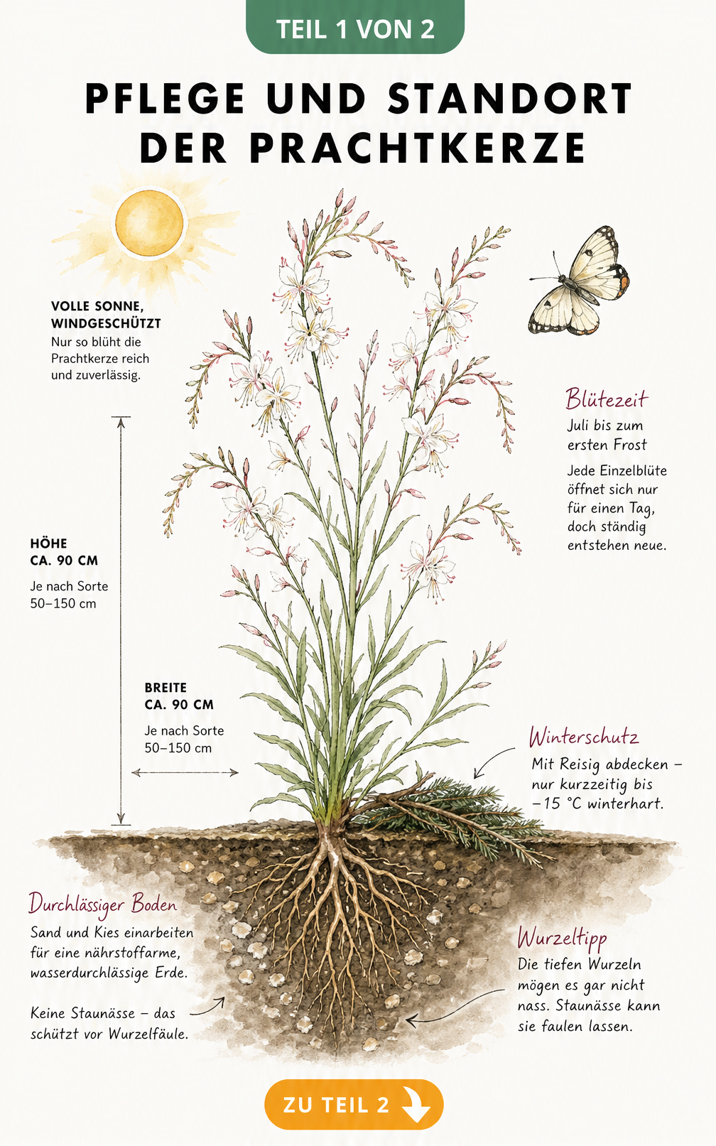 Botanische Illustration der Prachtkerze mit Bodenquerschnitt, Wurzeln, Reisig als Winterschutz und Schmetterling