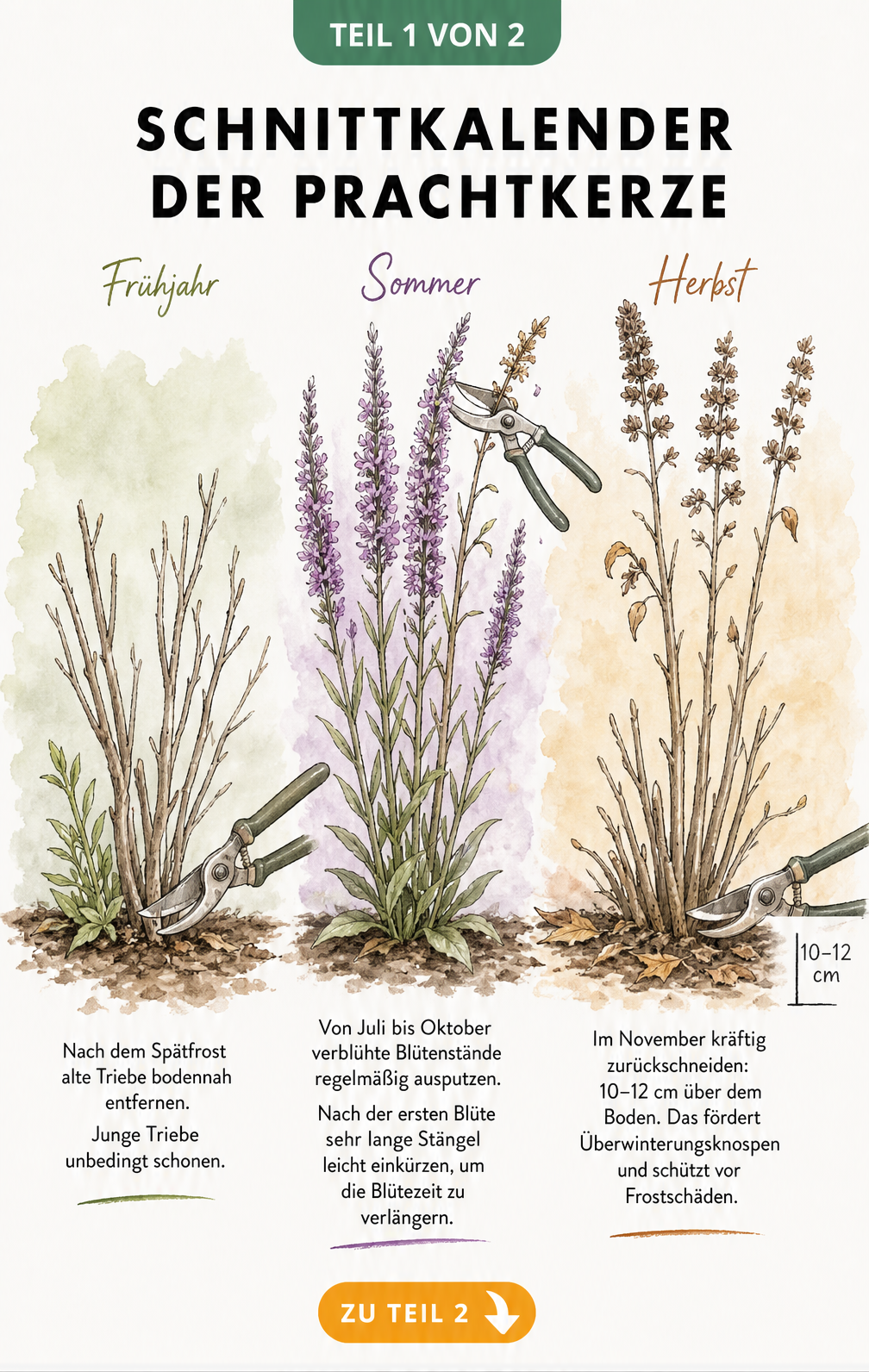 Botanische Illustration einer Prachtkerze, die den Rückschnitt im Frühjahr, Sommer und Herbst zeigt