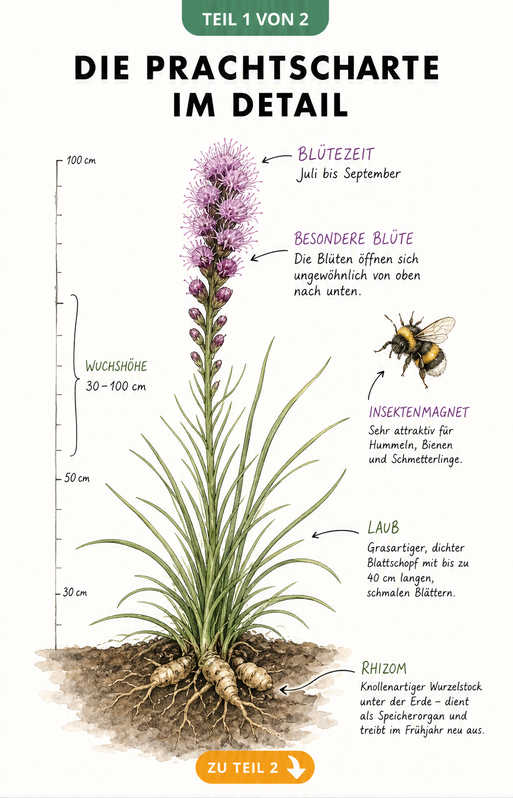 Botanische Illustration der Prachtscharte mit Wurzel, Blättern und violetter Blüte