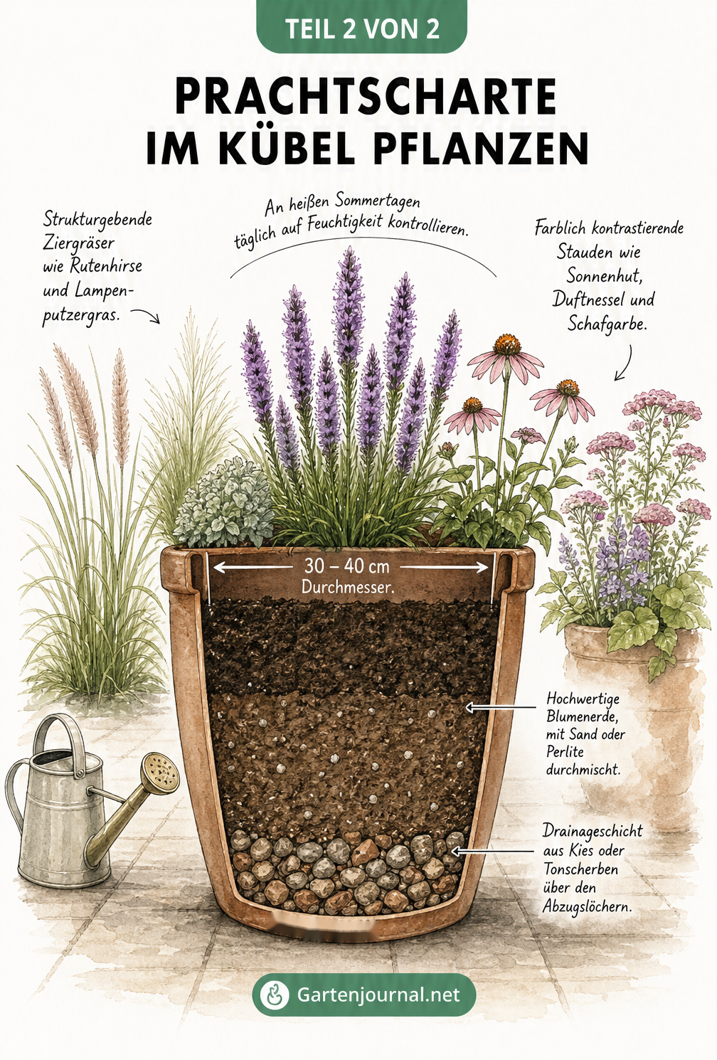 Illustration einer Prachtscharte im Kübel mit Querschnitt durch Drainageschicht und Blumenerde, umrahmt von idealen Pflanzpartnern wie Ziergräsern und Stauden.