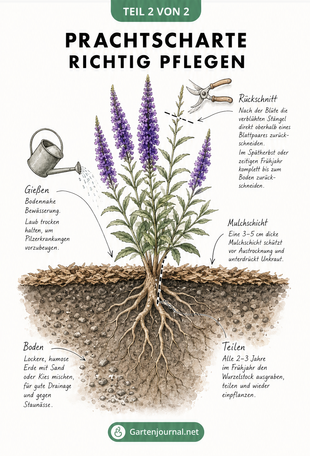 Botanische Illustration einer Prachtscharte mit Pflegehinweisen zu Rückschnitt, Bewässerung, Bodenbeschaffenheit und Teilung
