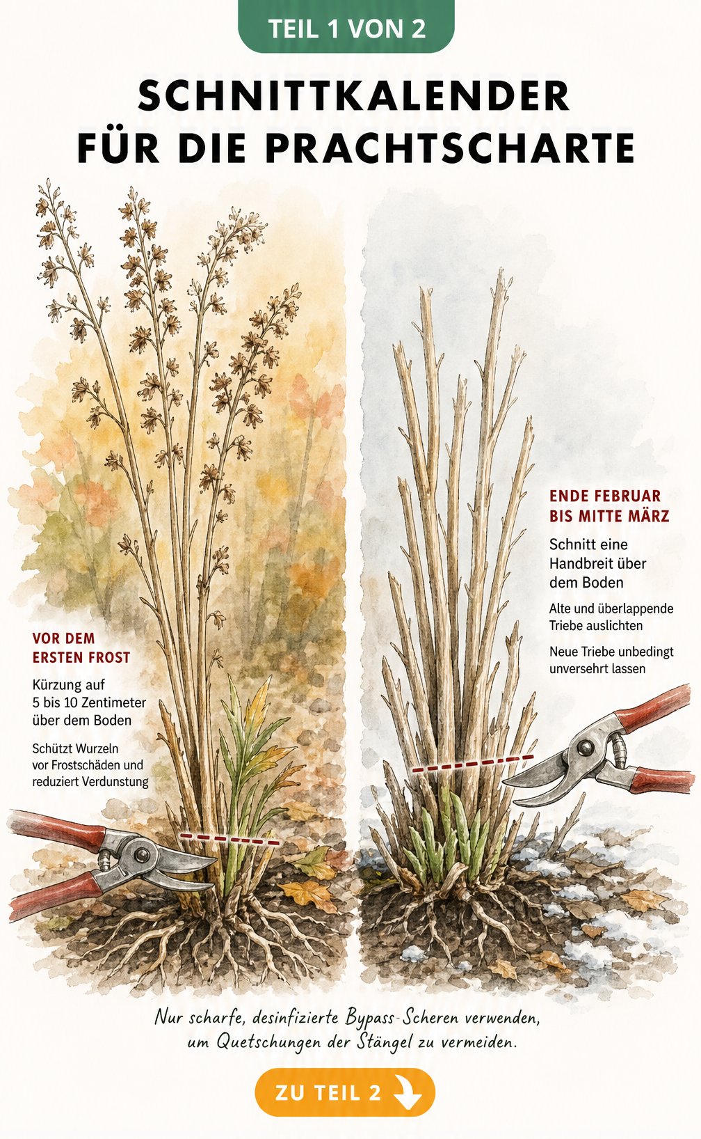 Illustration einer Prachtscharte im Gartenjahr mit Schnittlinien für den Herbst- und Frühjahrsschnitt